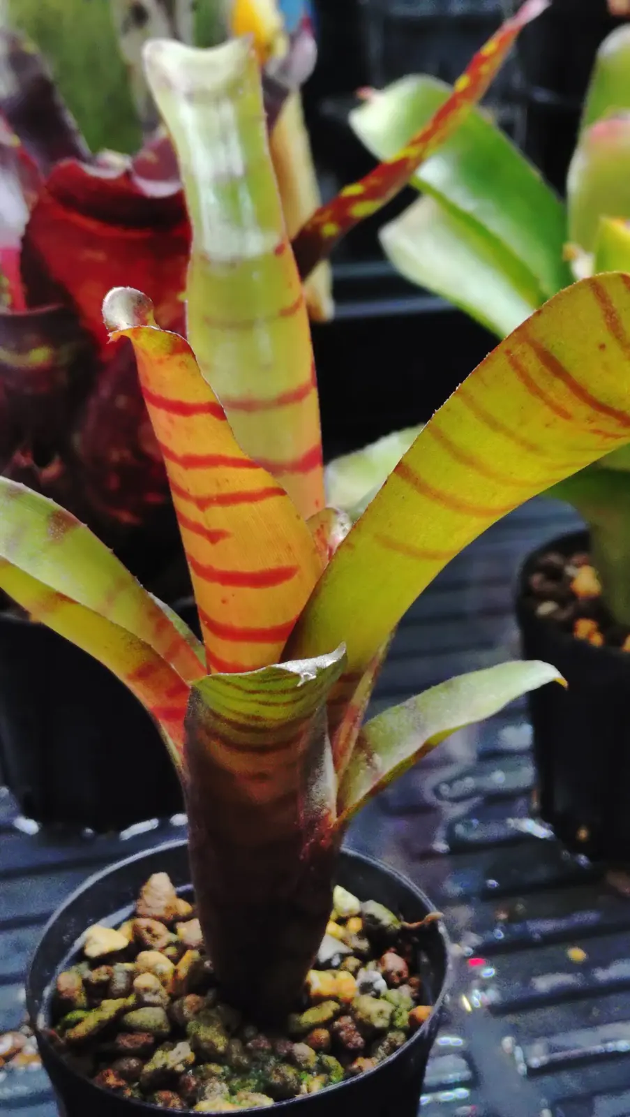 ネオレゲリア　ドルチェデレチェ