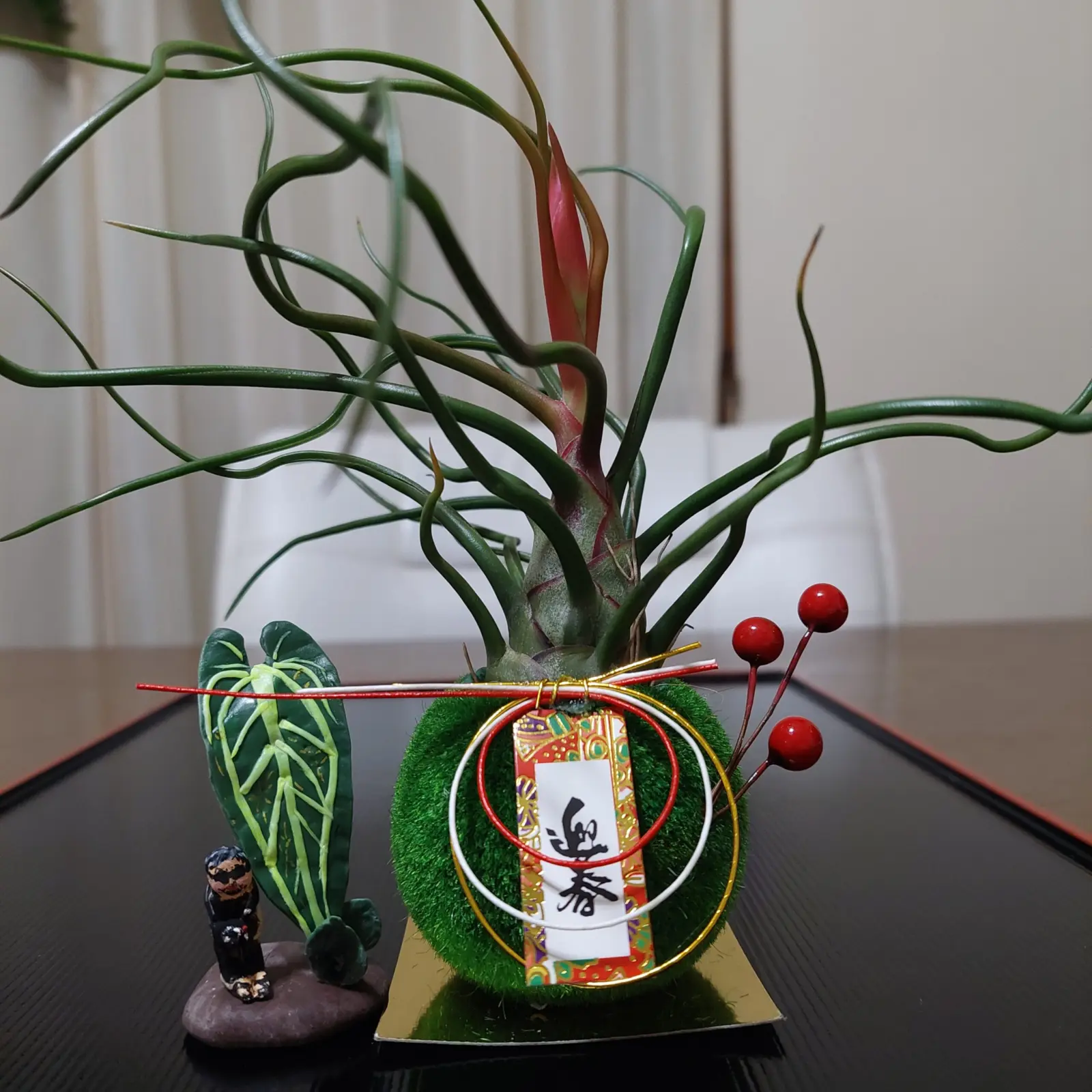 ティランジア　ブルボーサ　神楽(お正月仕立て)