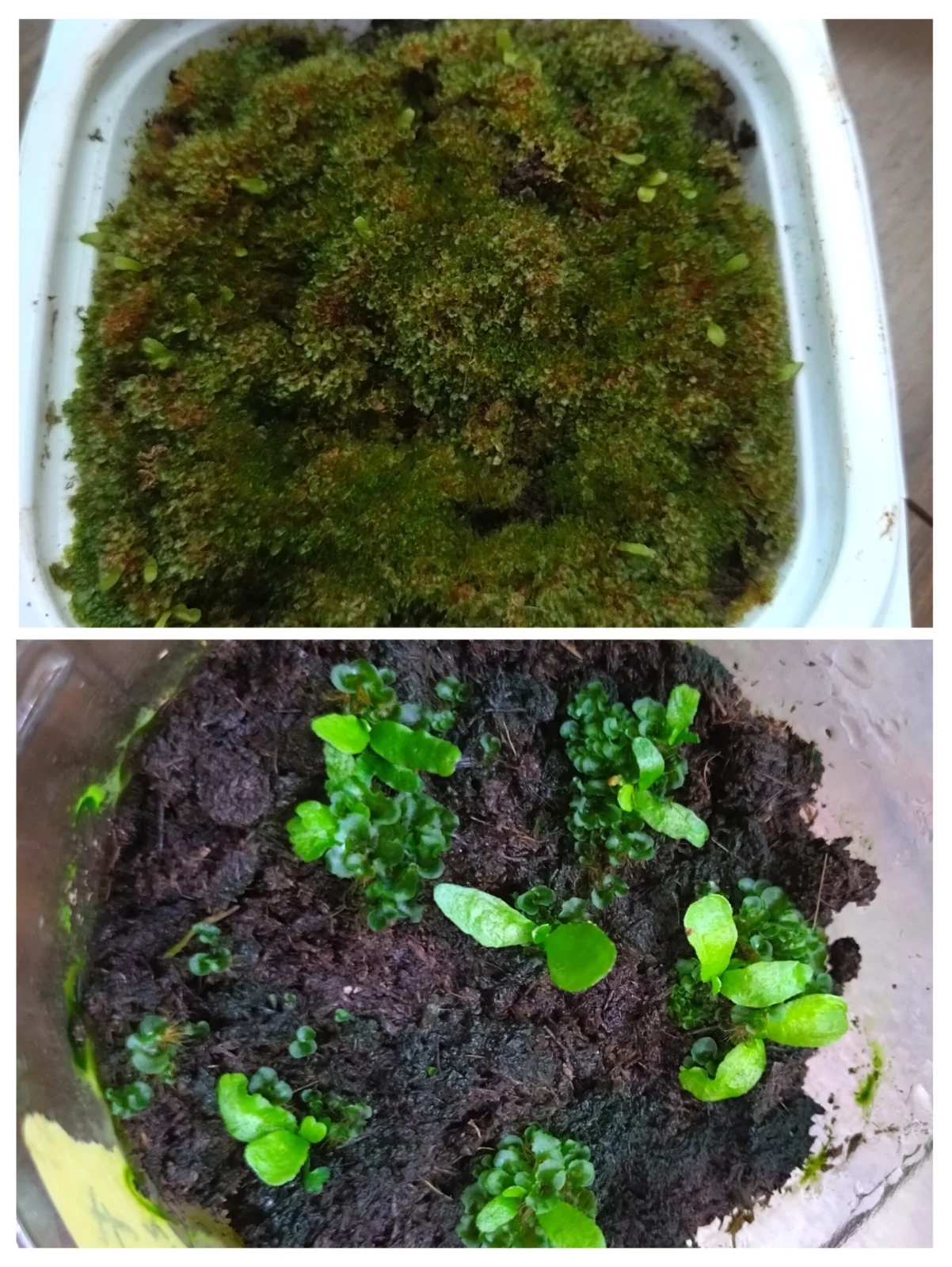 ビカクシダ　ギンカ　胞子培養