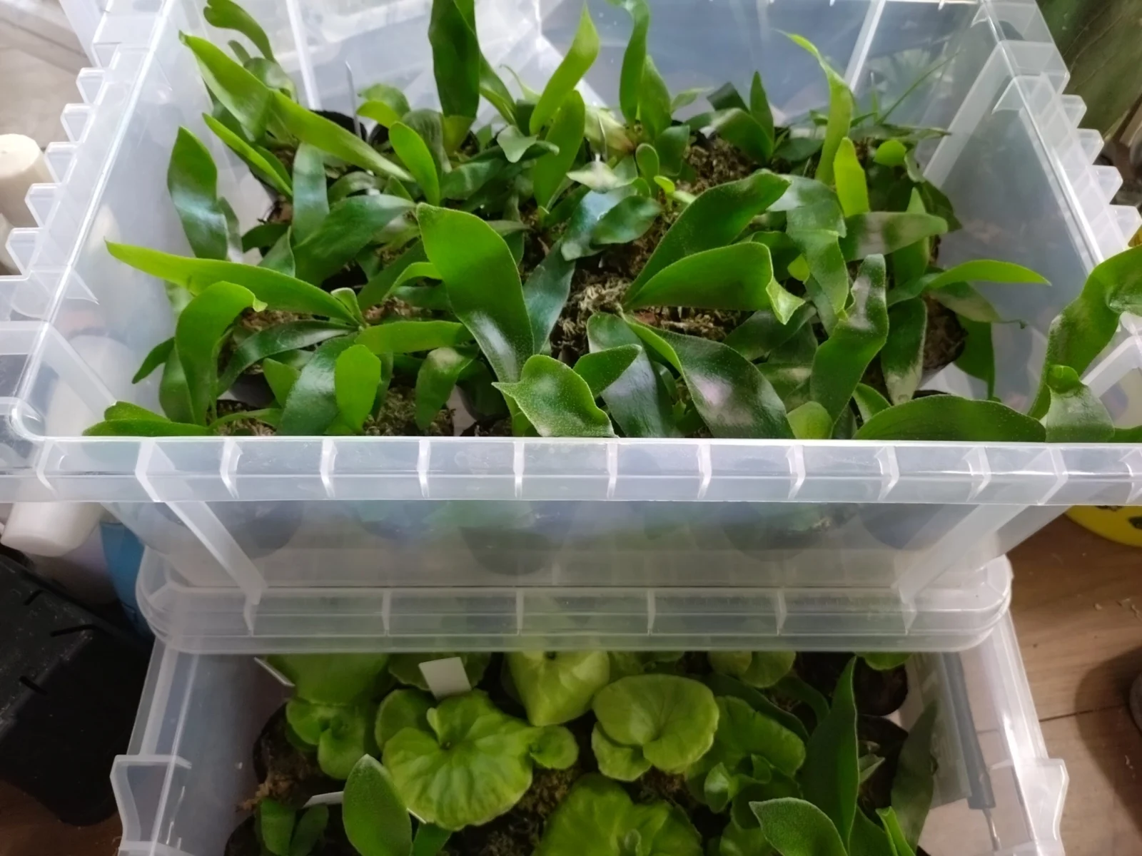 ビカクシダ　胞子培養　末路