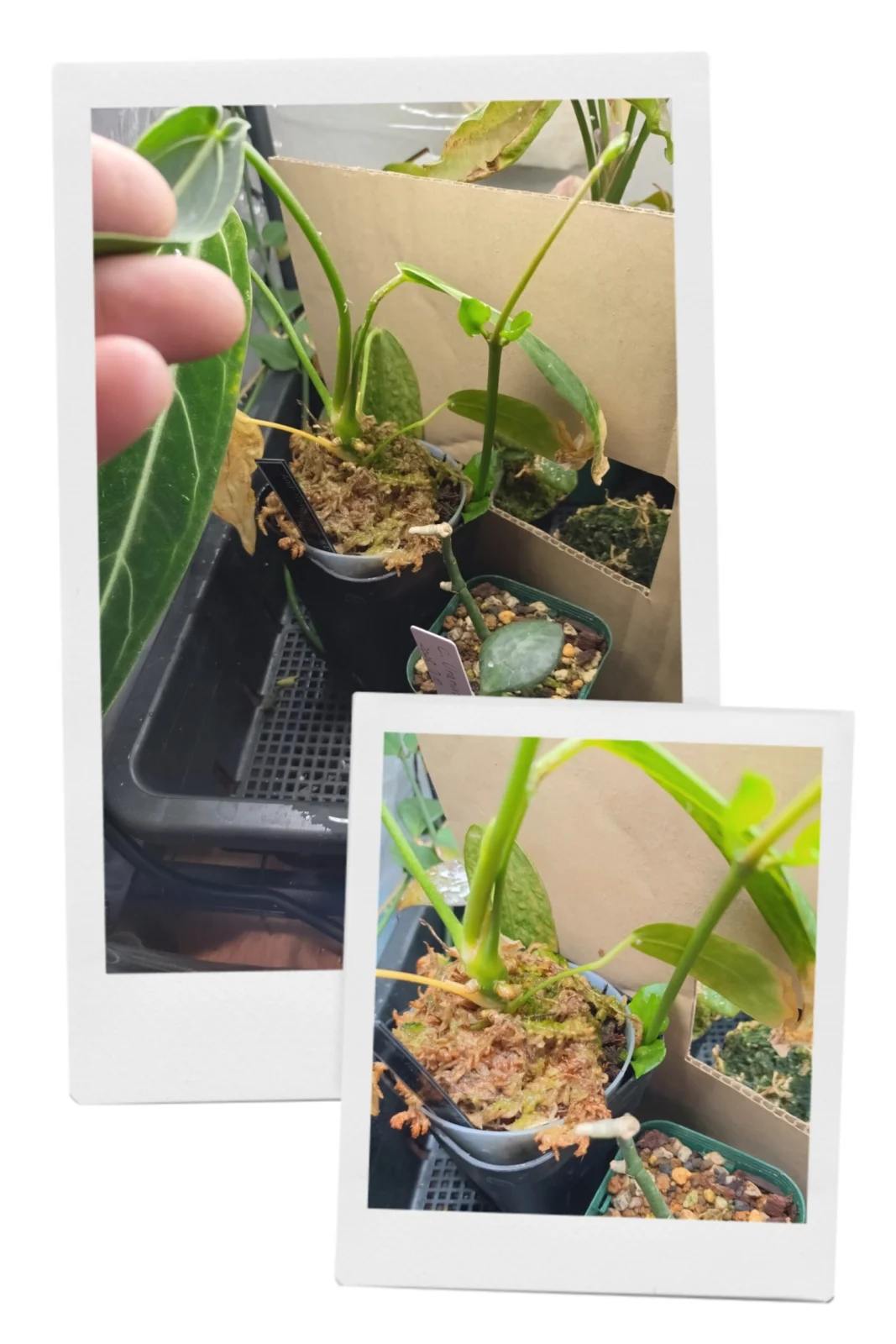 セロペギア　ウラヌス