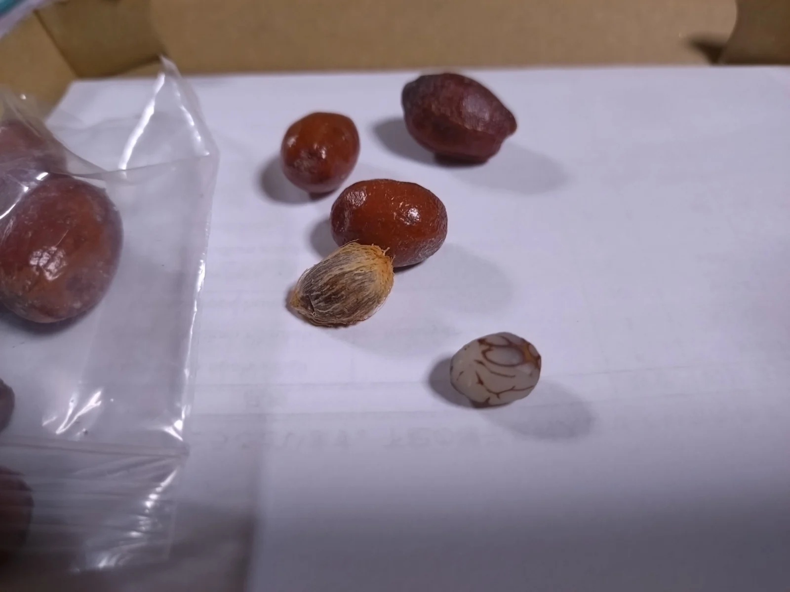 チャメロプス　フミリス　種まき　ヤシ