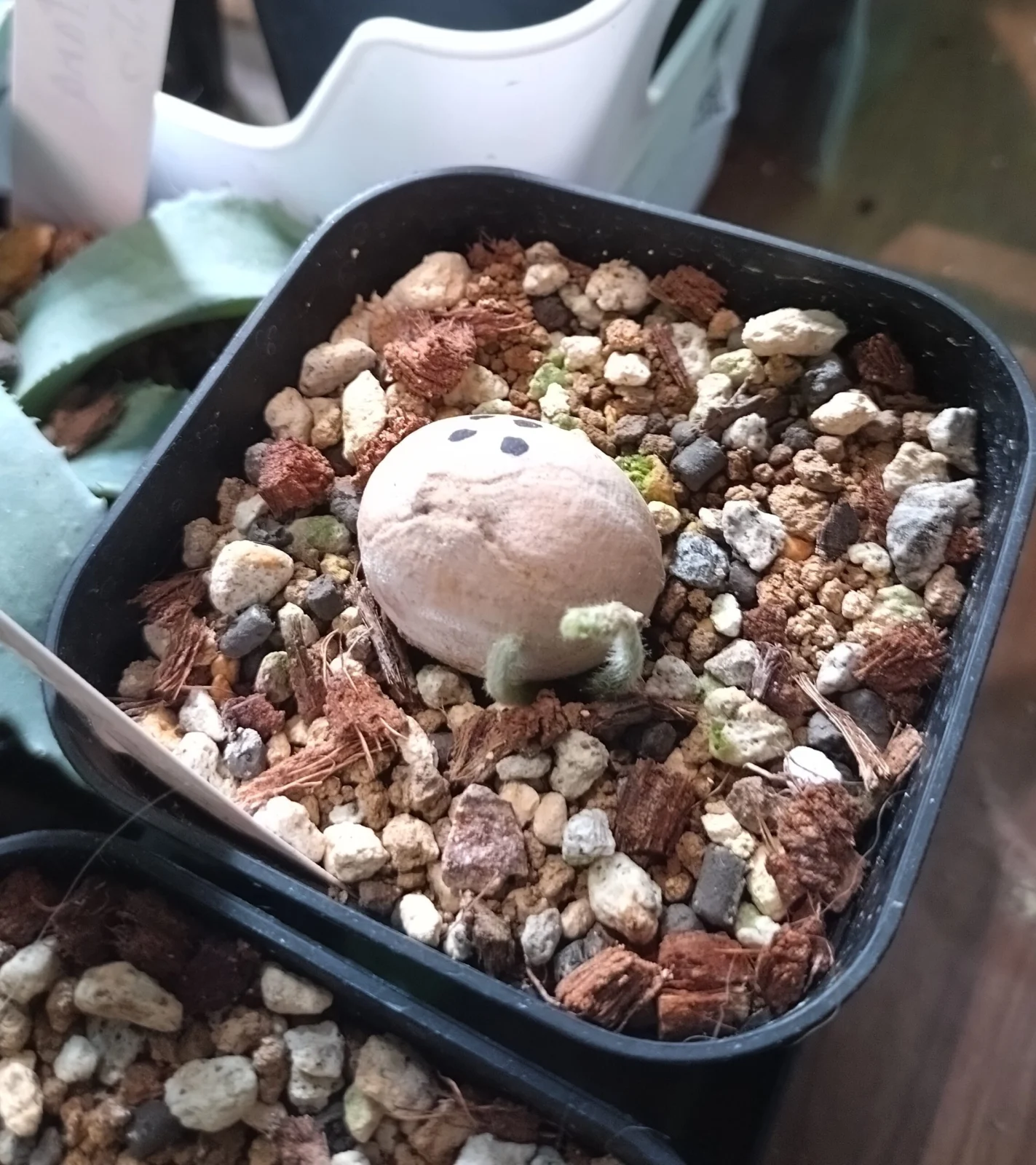 サイカス　シアメンシス　