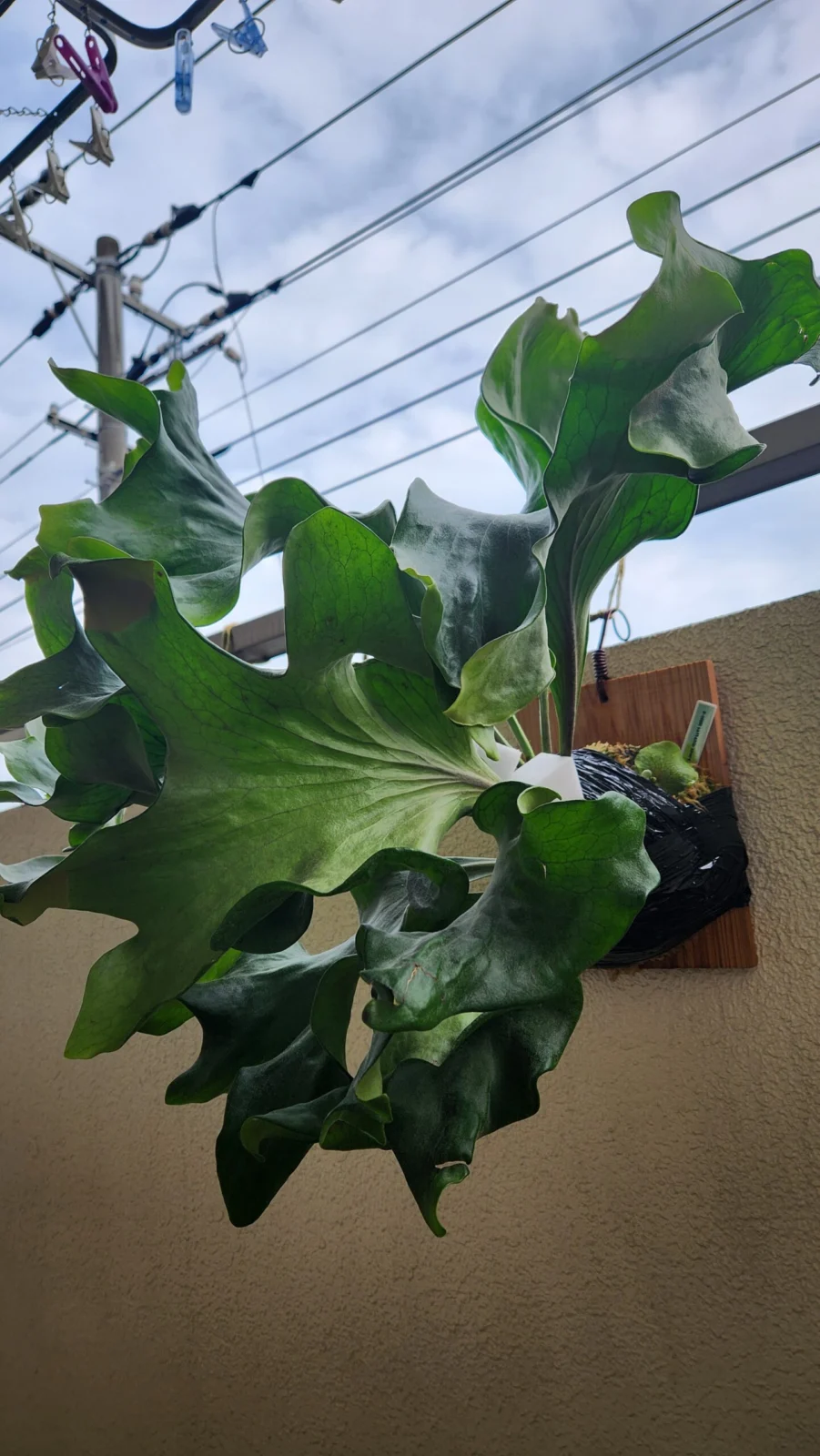 ビカクシダ　サタヒップ(仔株)