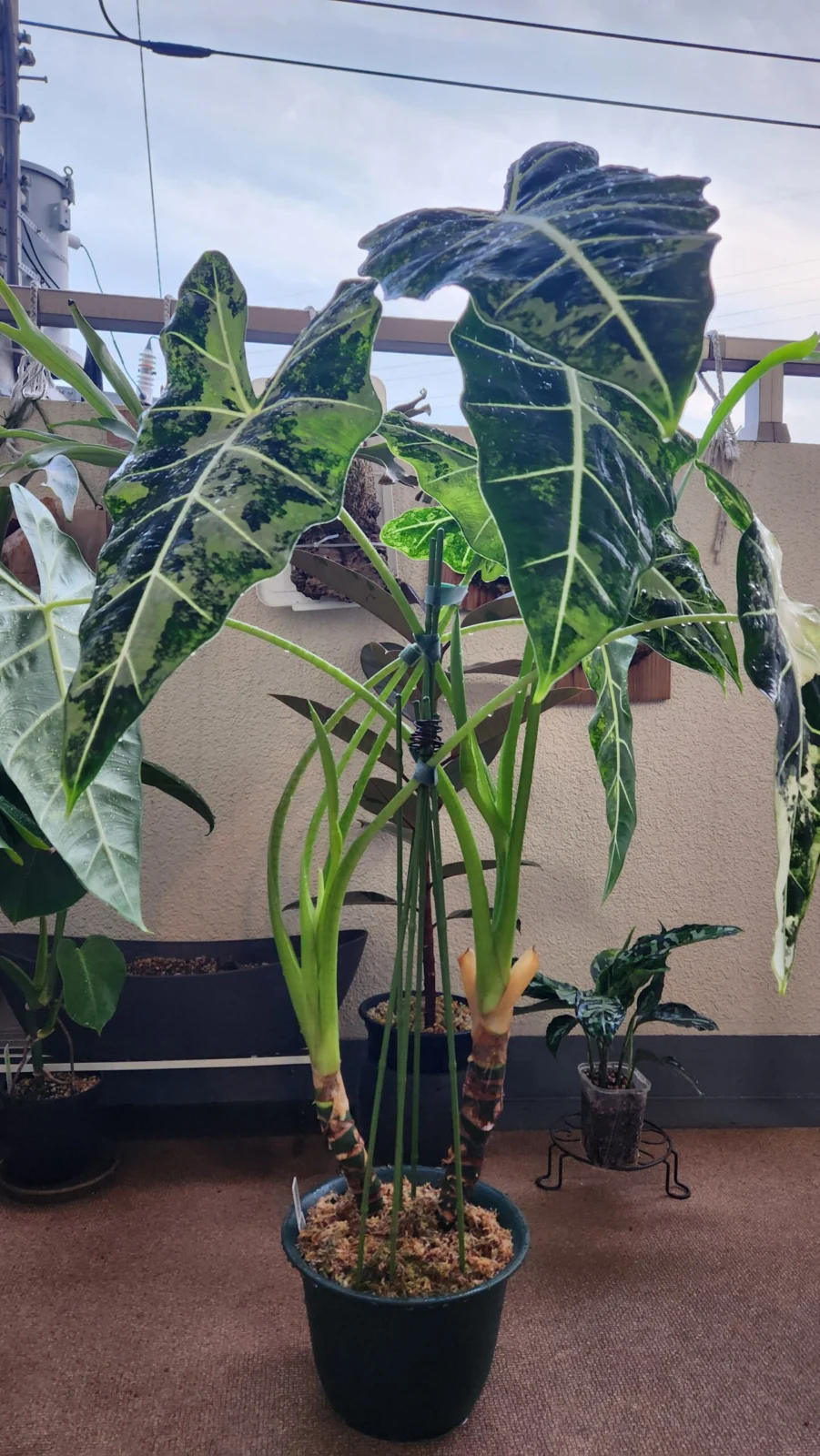 アロカシア　グリーンベルベット斑入り