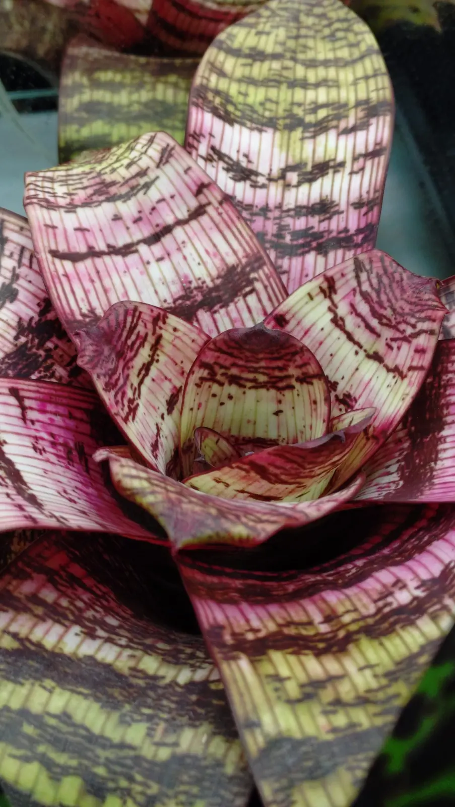 フリーセア　レッドチェスナット