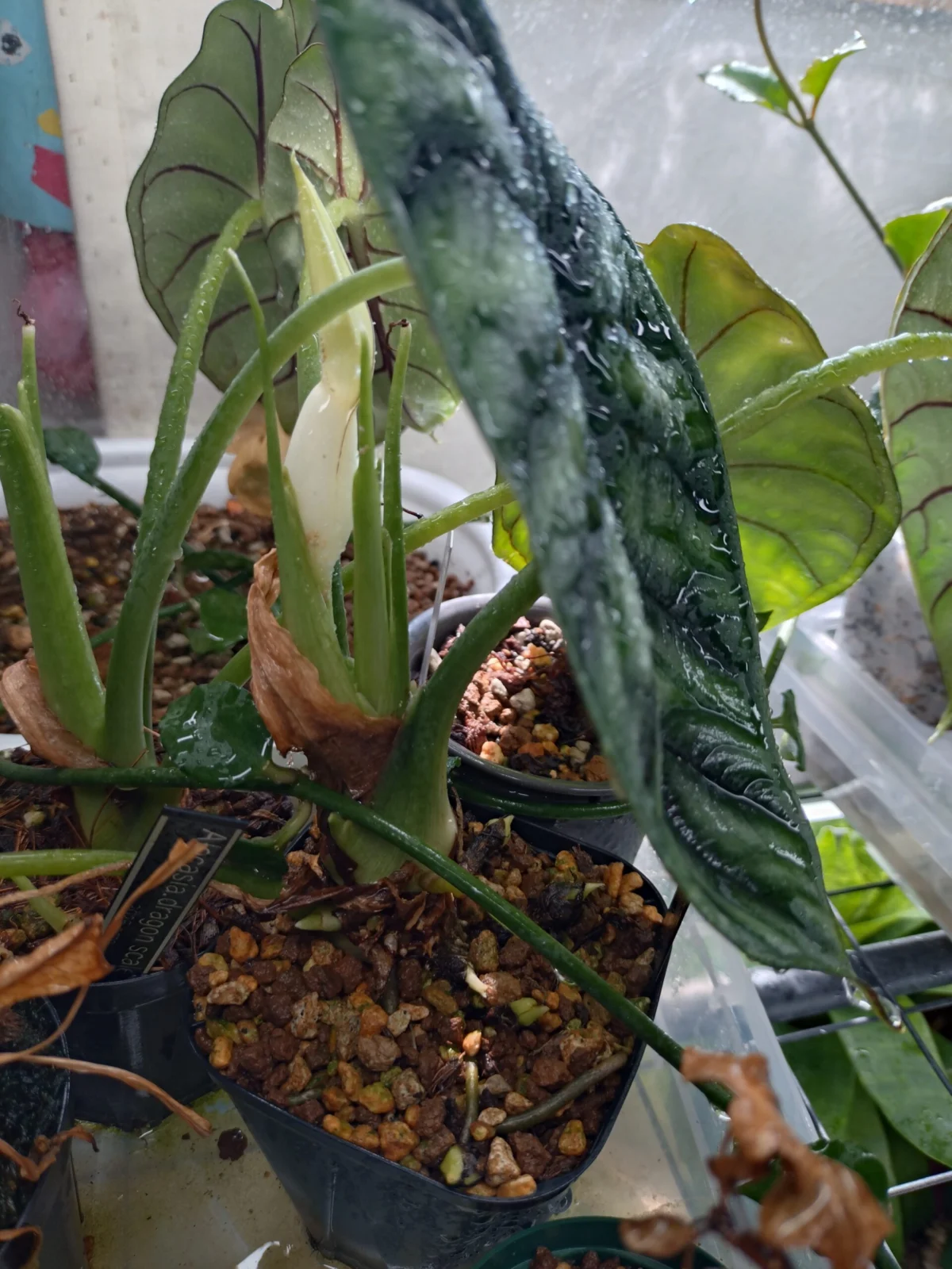 アロカシア　ドラゴンスケール