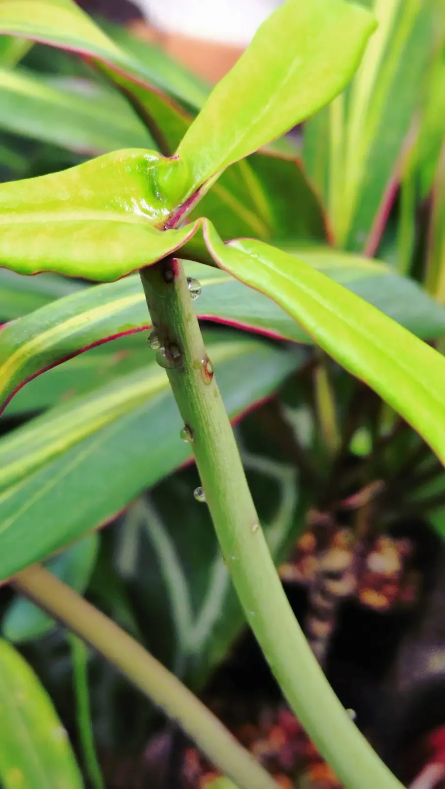 フィロデンドロン　ジョーピー