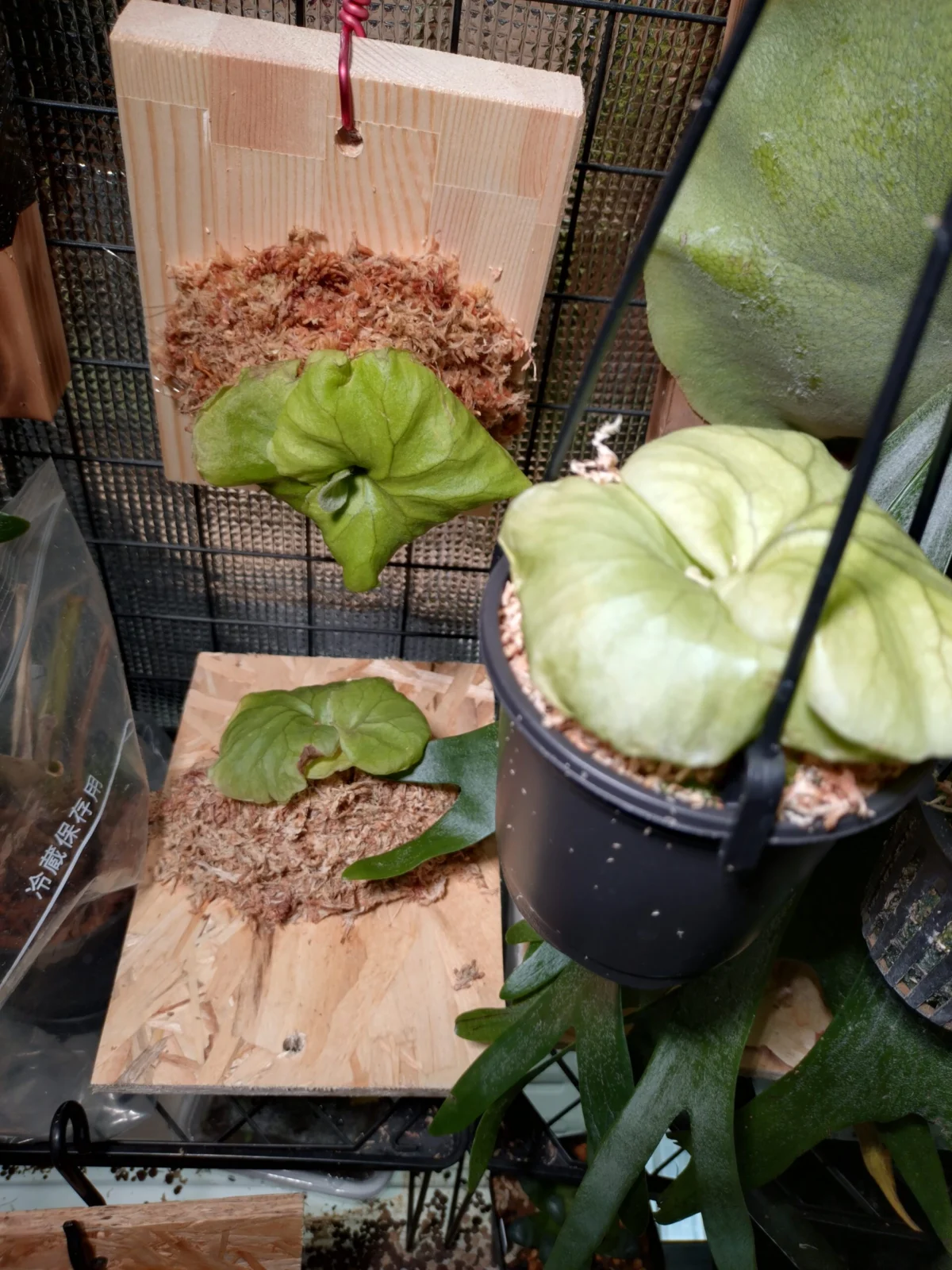 ビカクシダ　リドレイ