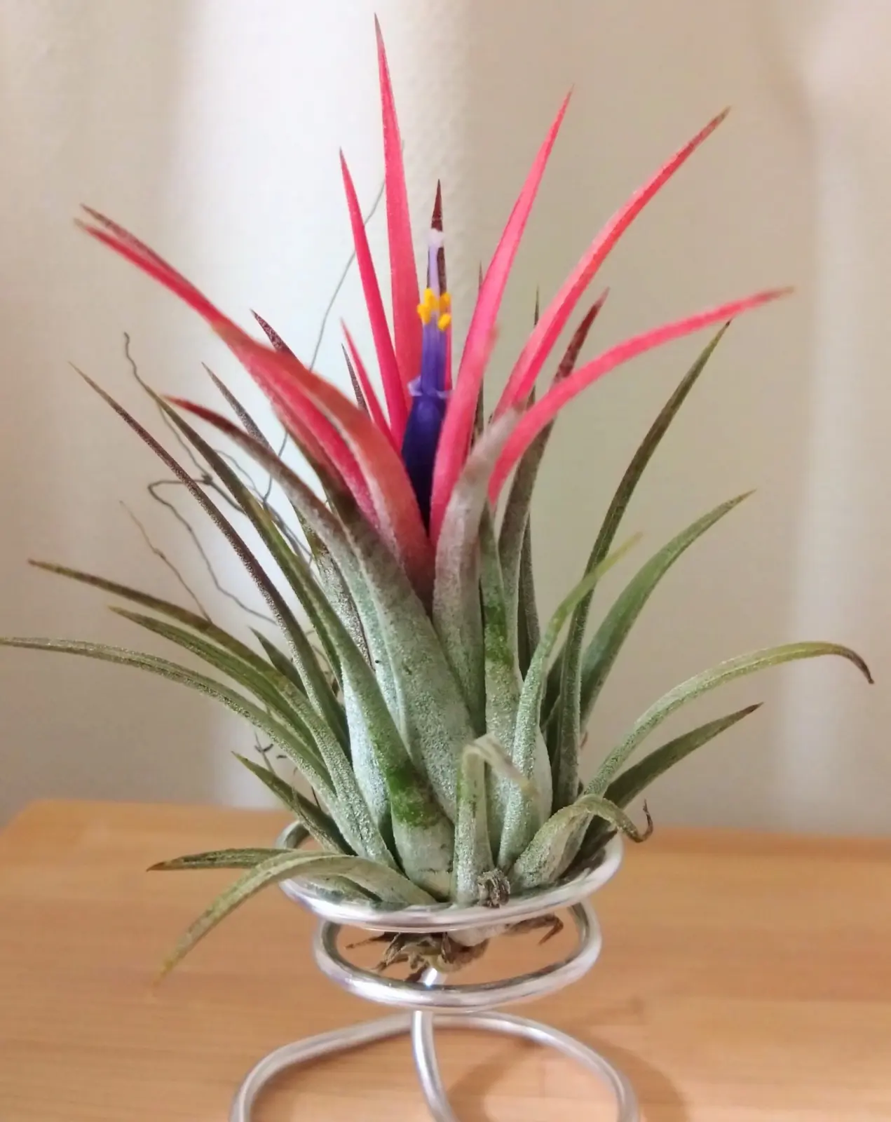 ティランジア　イオナンタ　ゴジラ