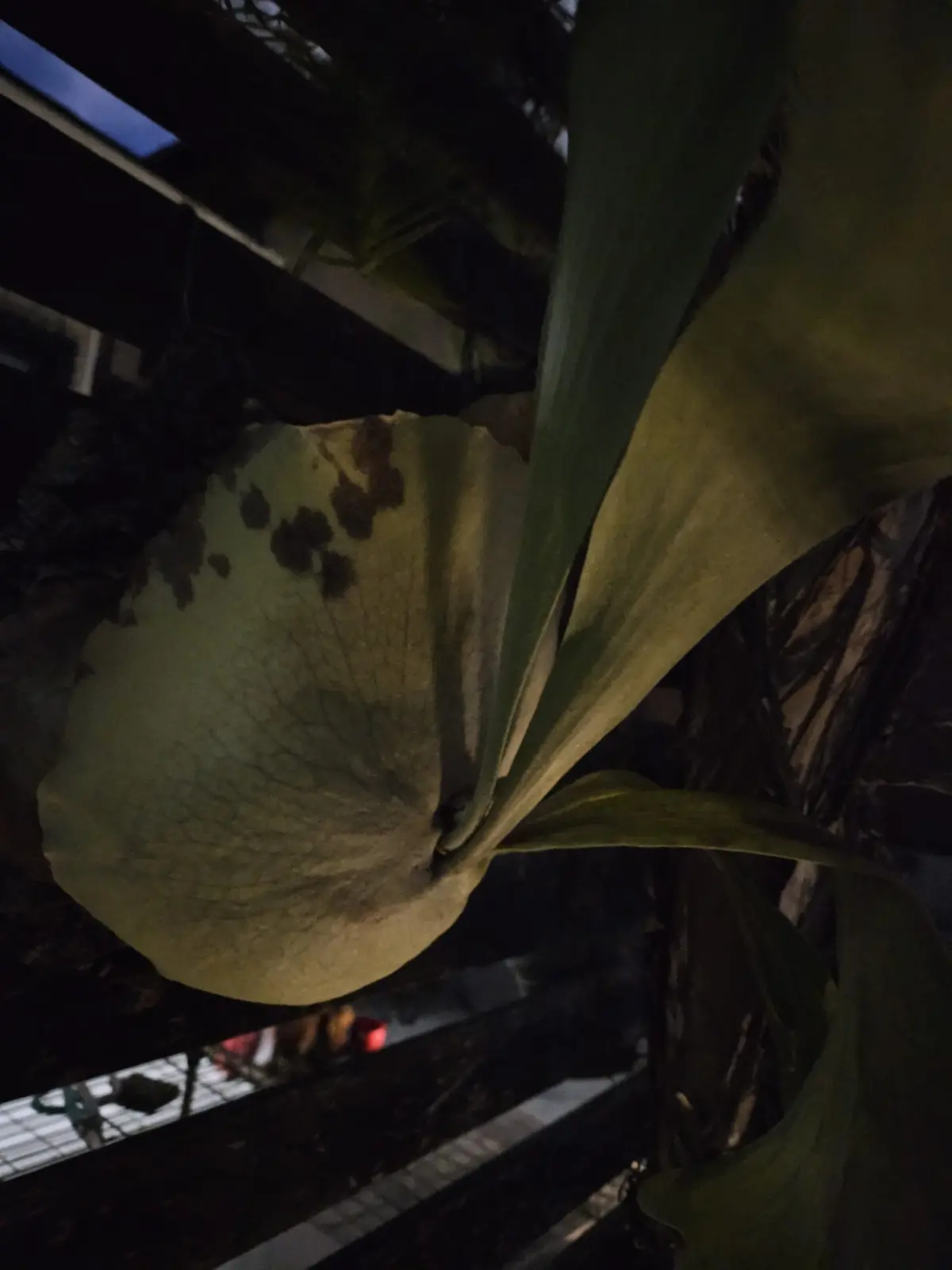 ビカクシダ ネザーランド?