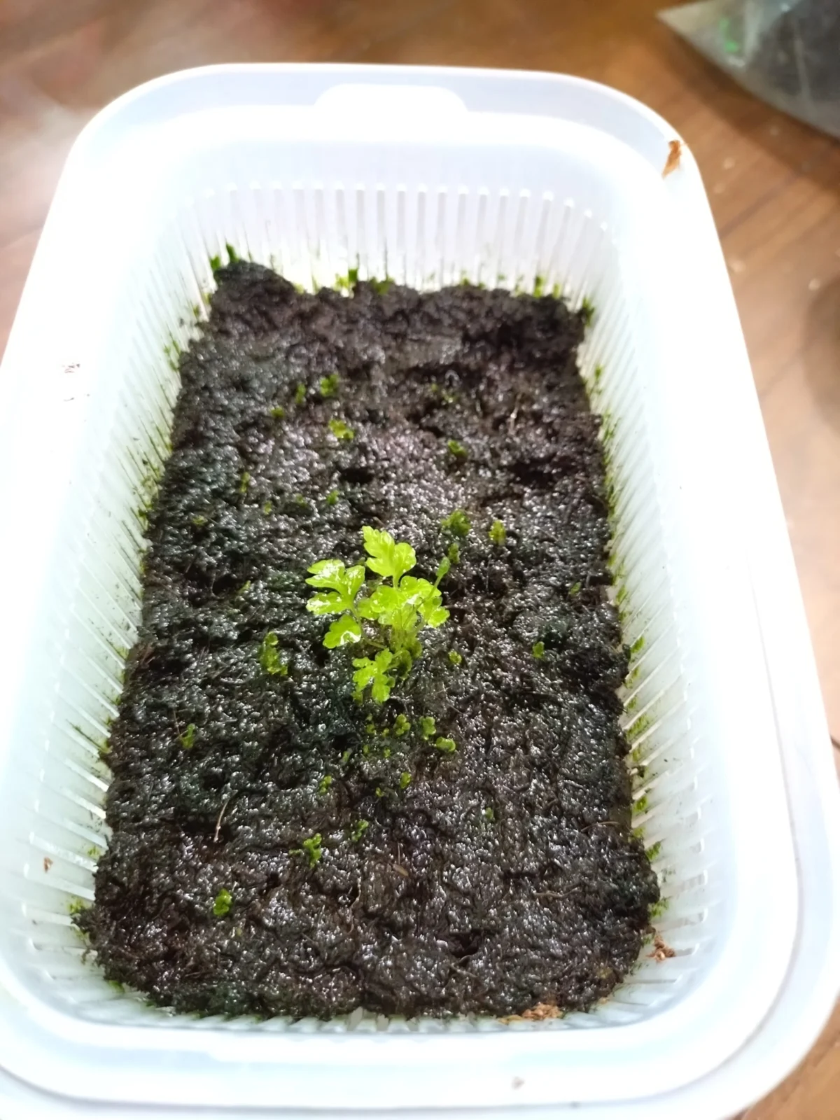 ビカクシダ 胞子培養 いそうろう