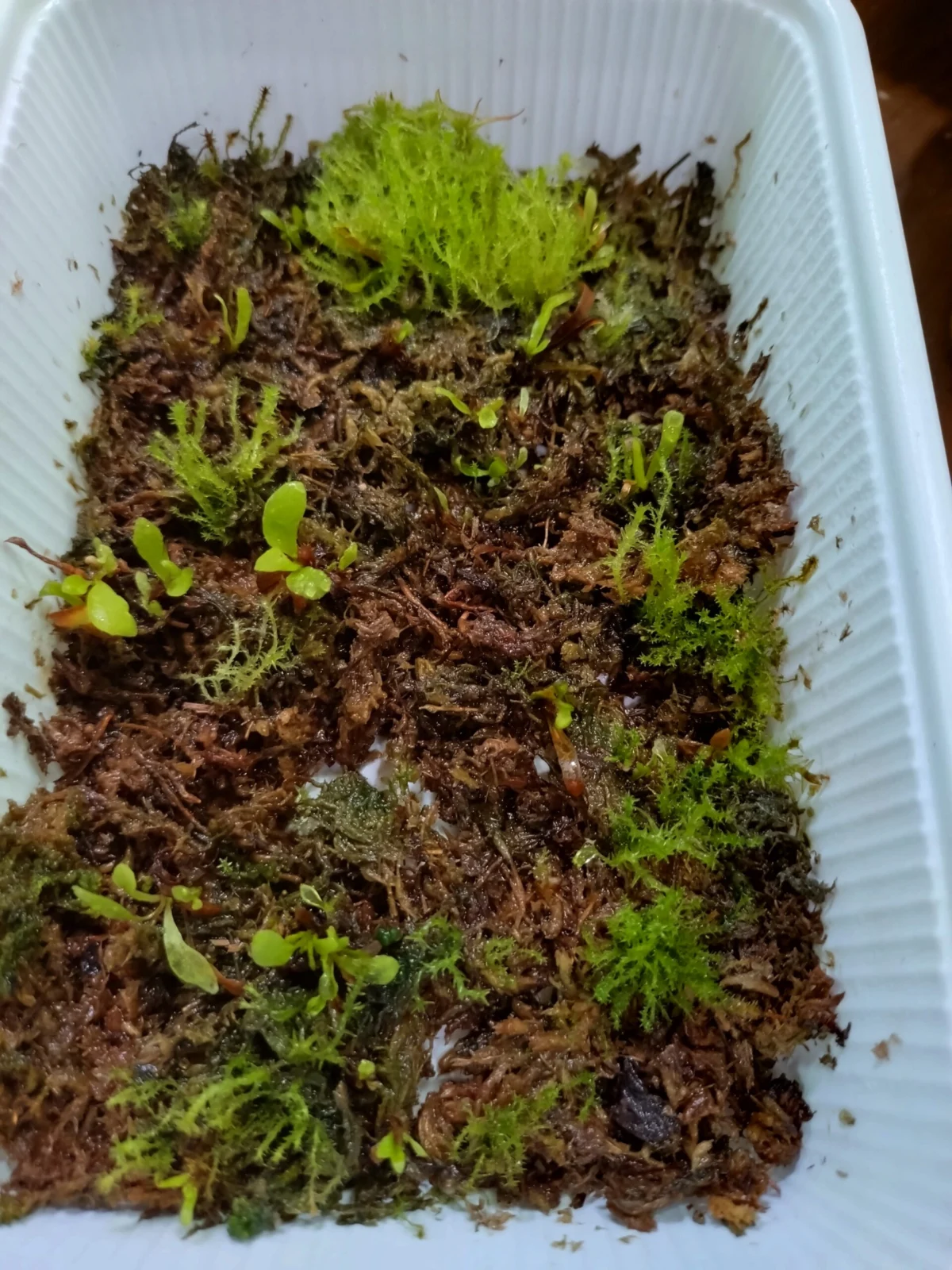 ビカクシダ 胞子培養 侵略者