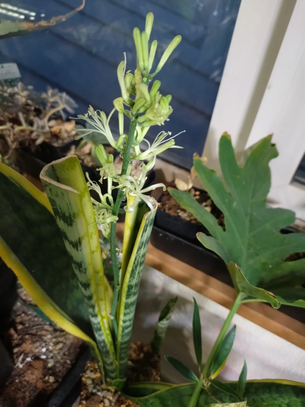 サンセベリア　花