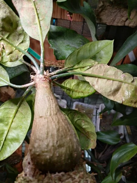 ミルメコディア　ツベローサ　害虫