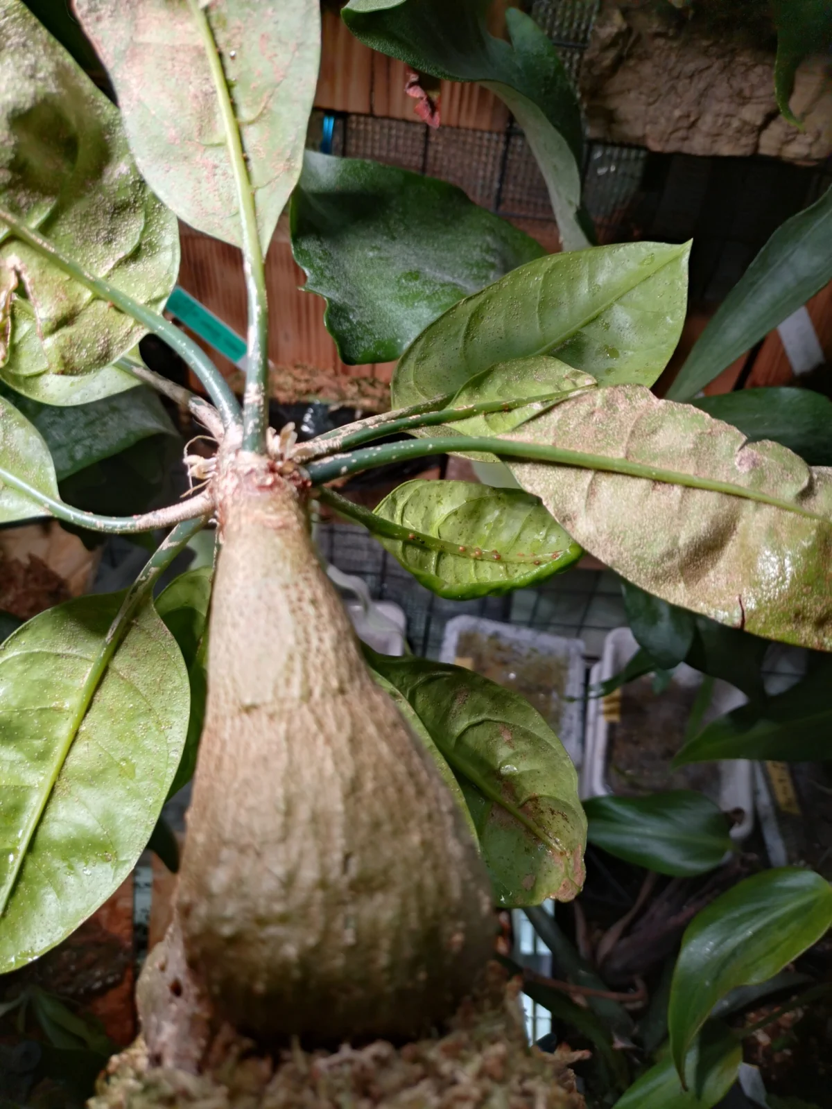 ミルメコディア　ツベローサ　害虫