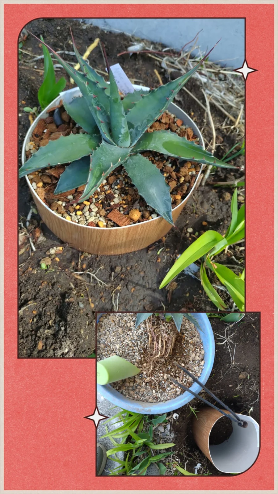 アガベ　オバティフォリア