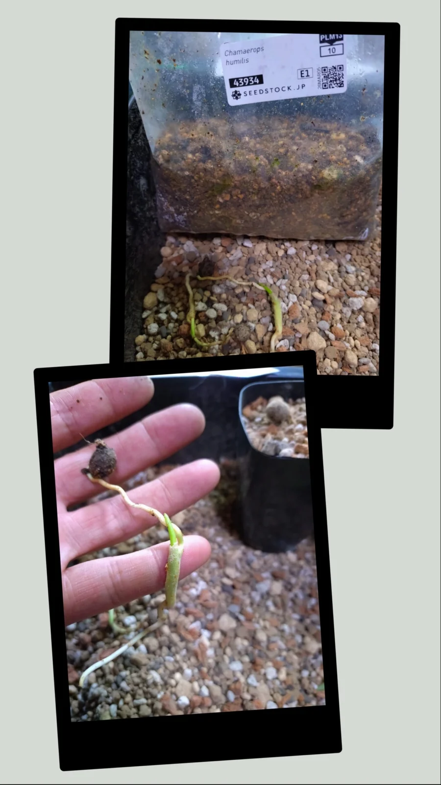 チャメロプス　フミリス　ヤシ