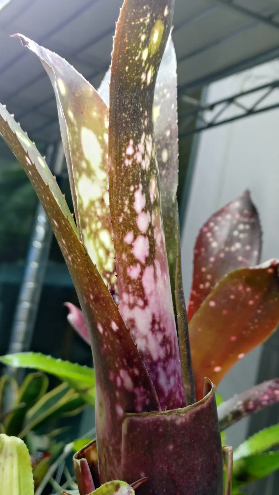 ビルベルギア　ハレルヤ