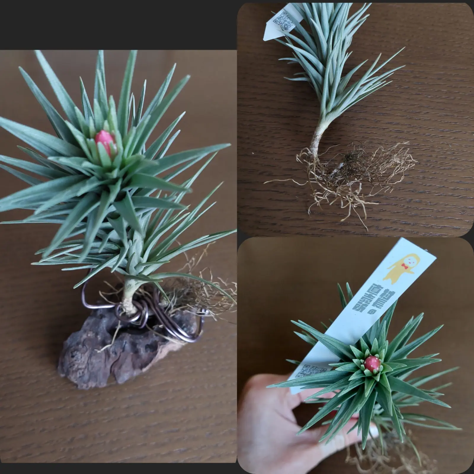 ティランジア テヌイフォリア