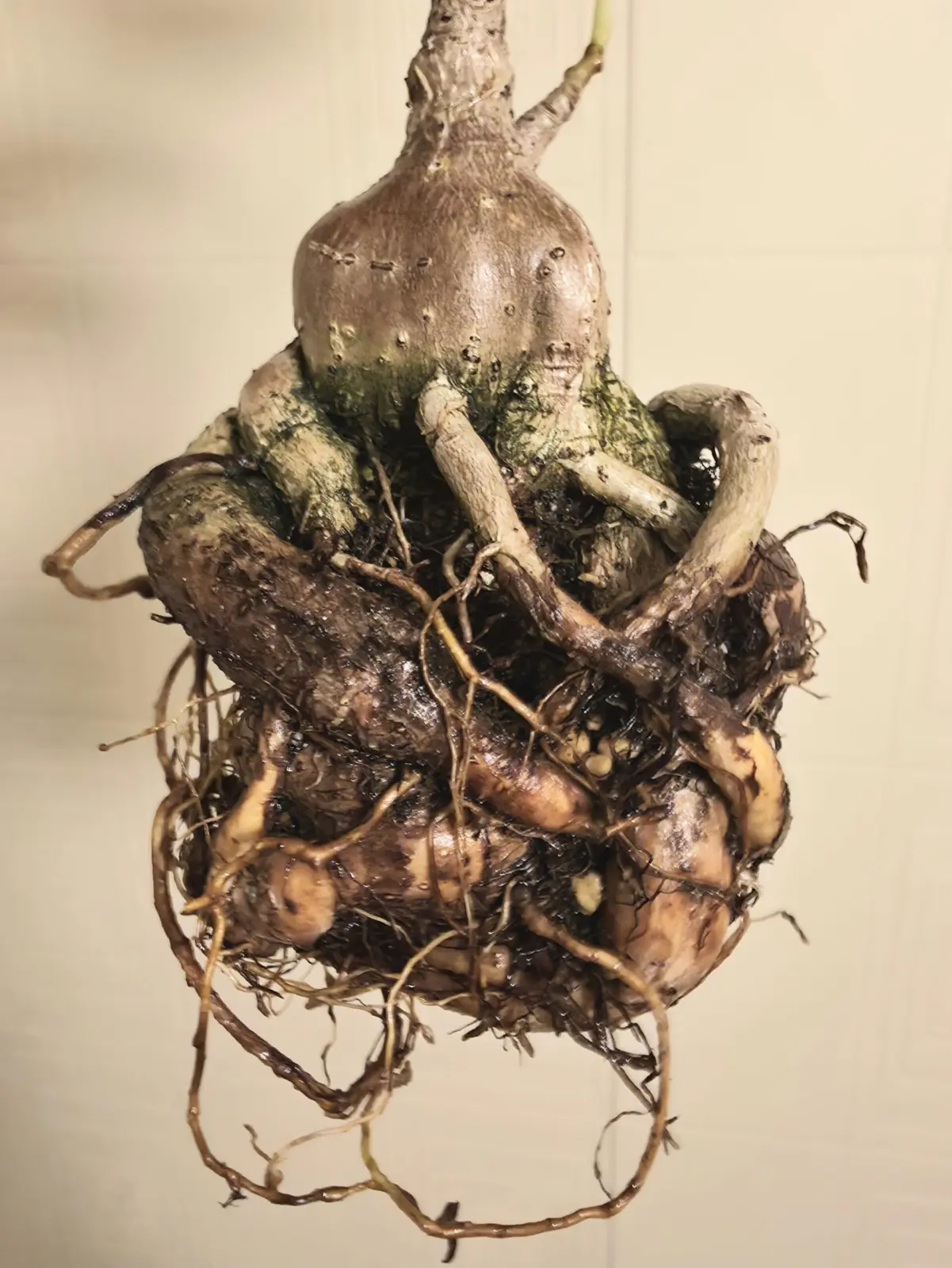 フィカス アルノティアナ