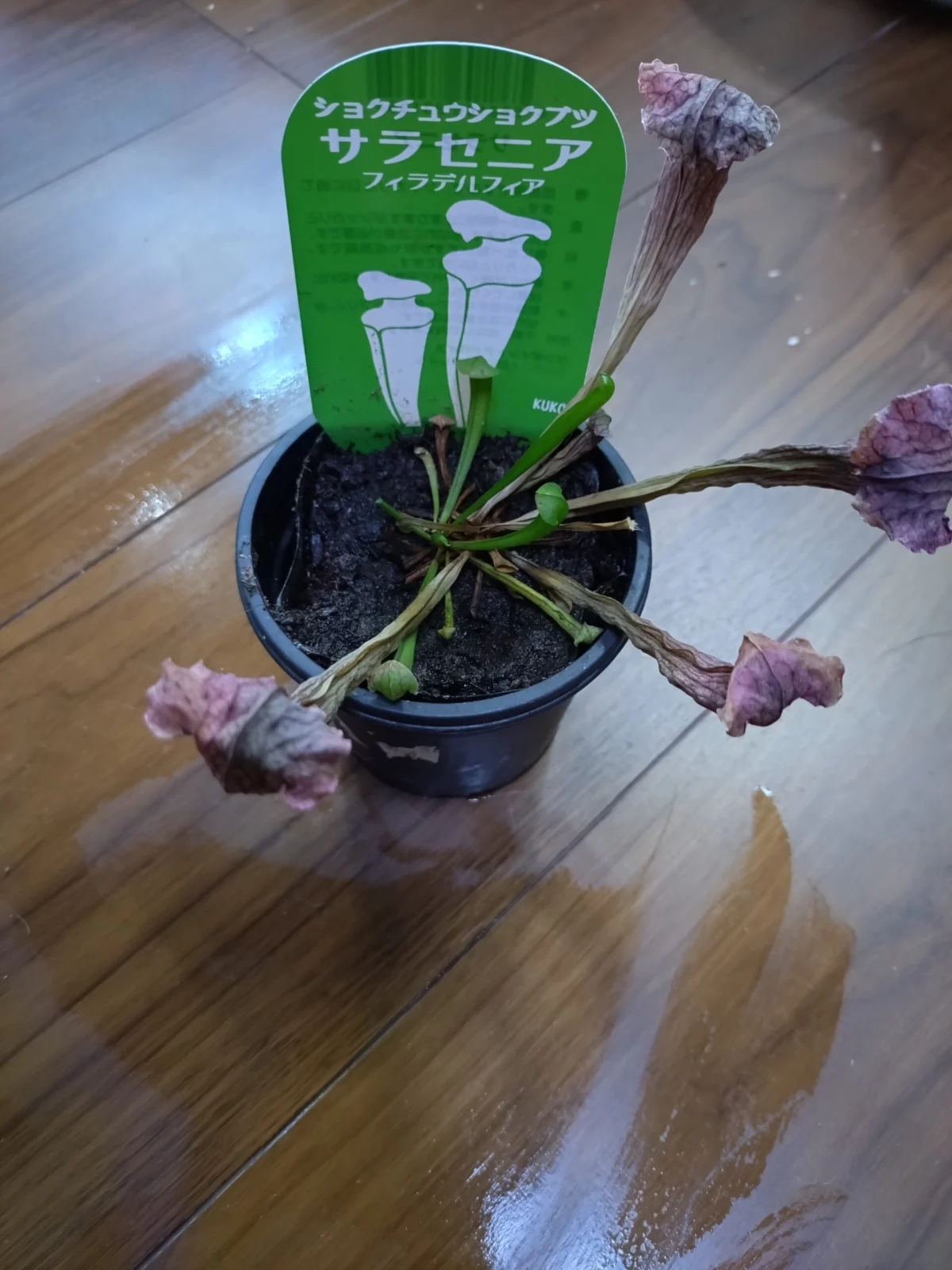 サラセニア フィラデルフィア 食虫植物
