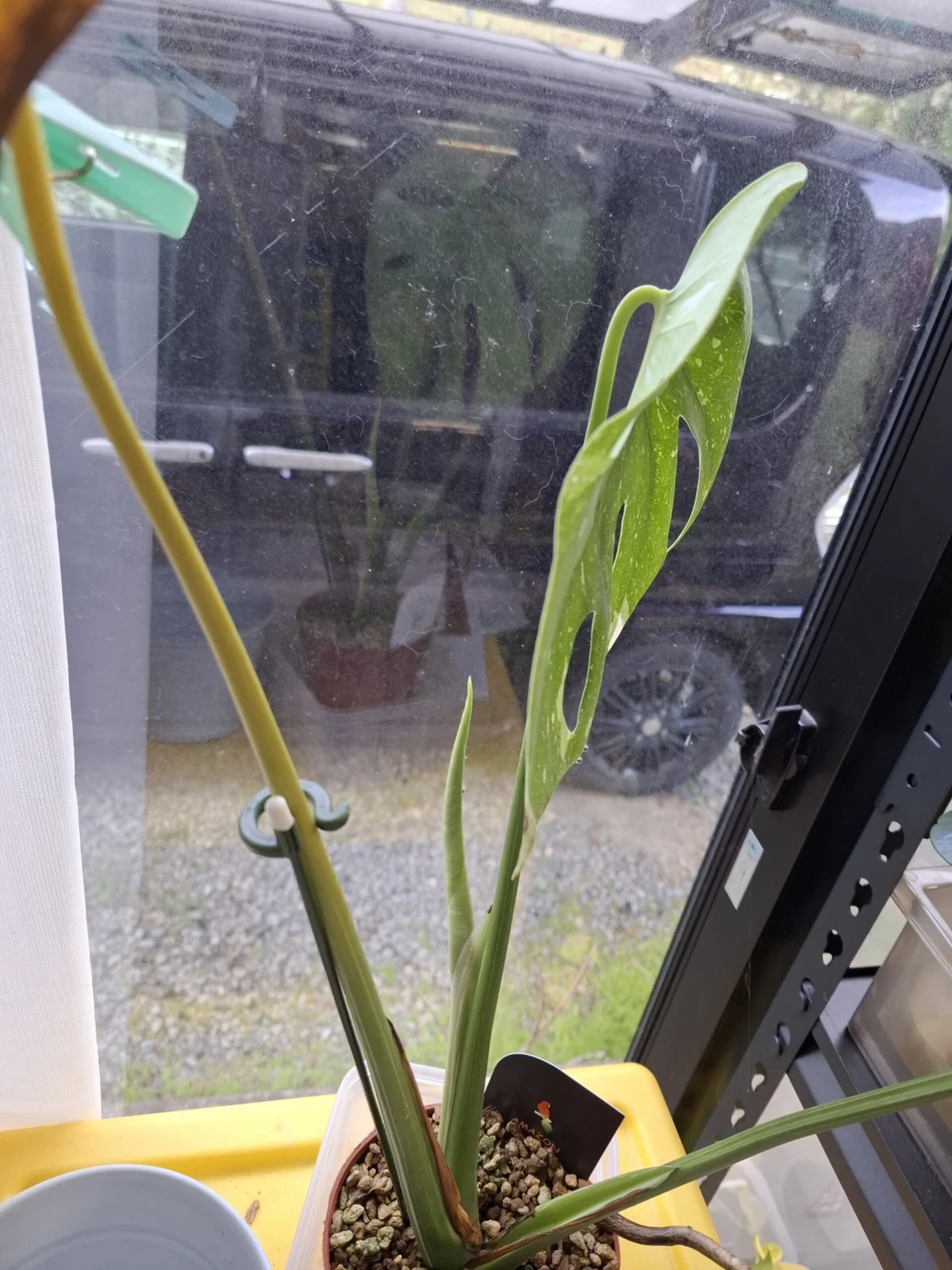 モンステラ　タイコン