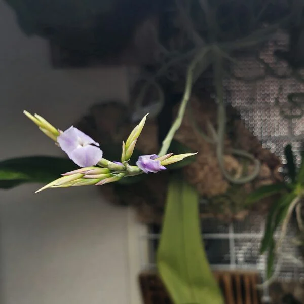 ティランジア ガルドゥネリ　ガルドネリ　花