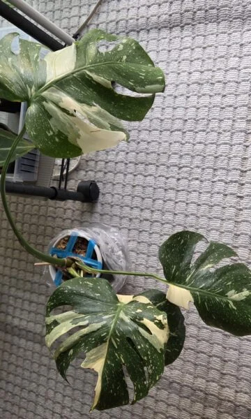 モンステラ
