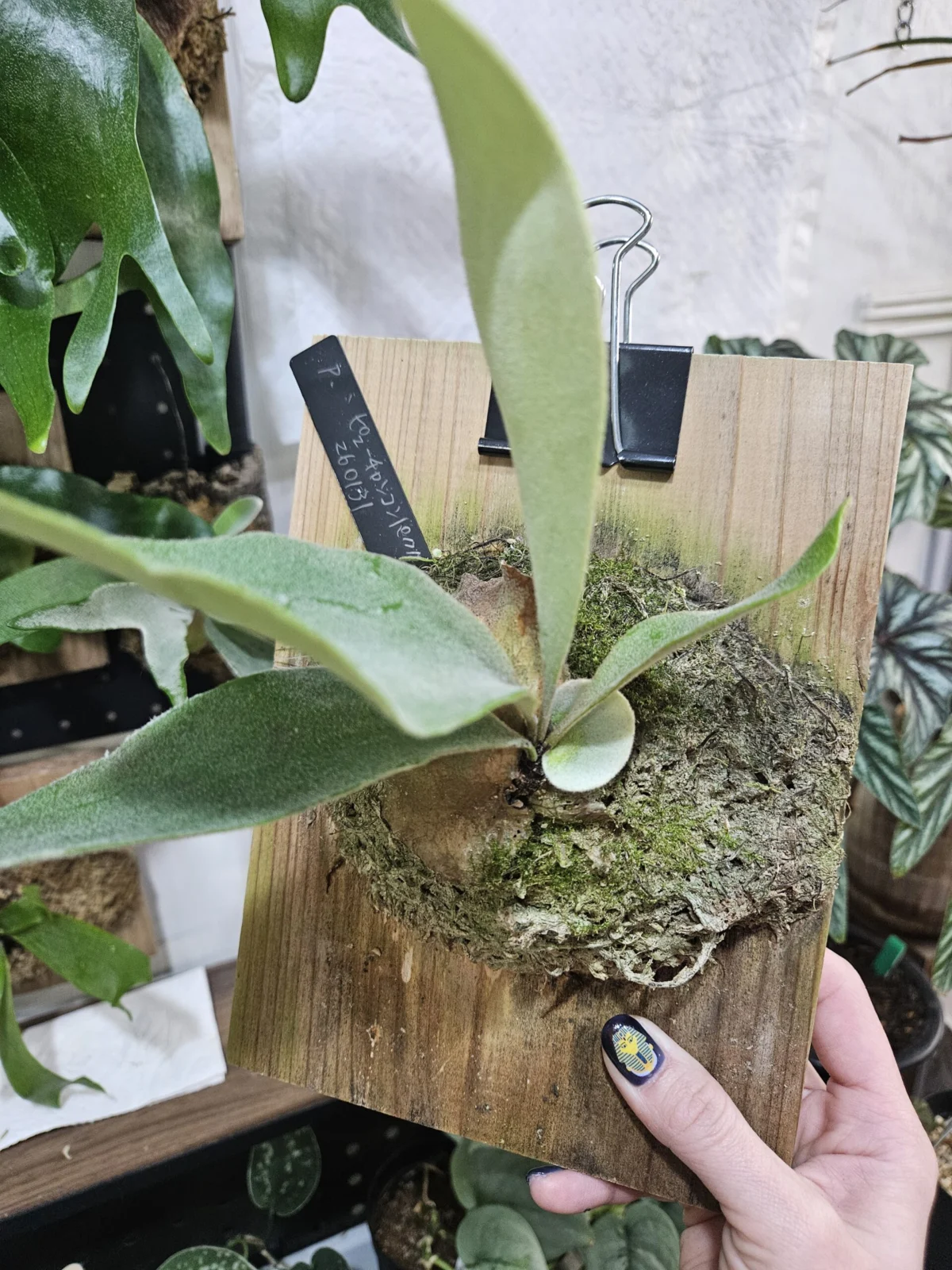 ビカクシダ　ピューチャンコンパクタ