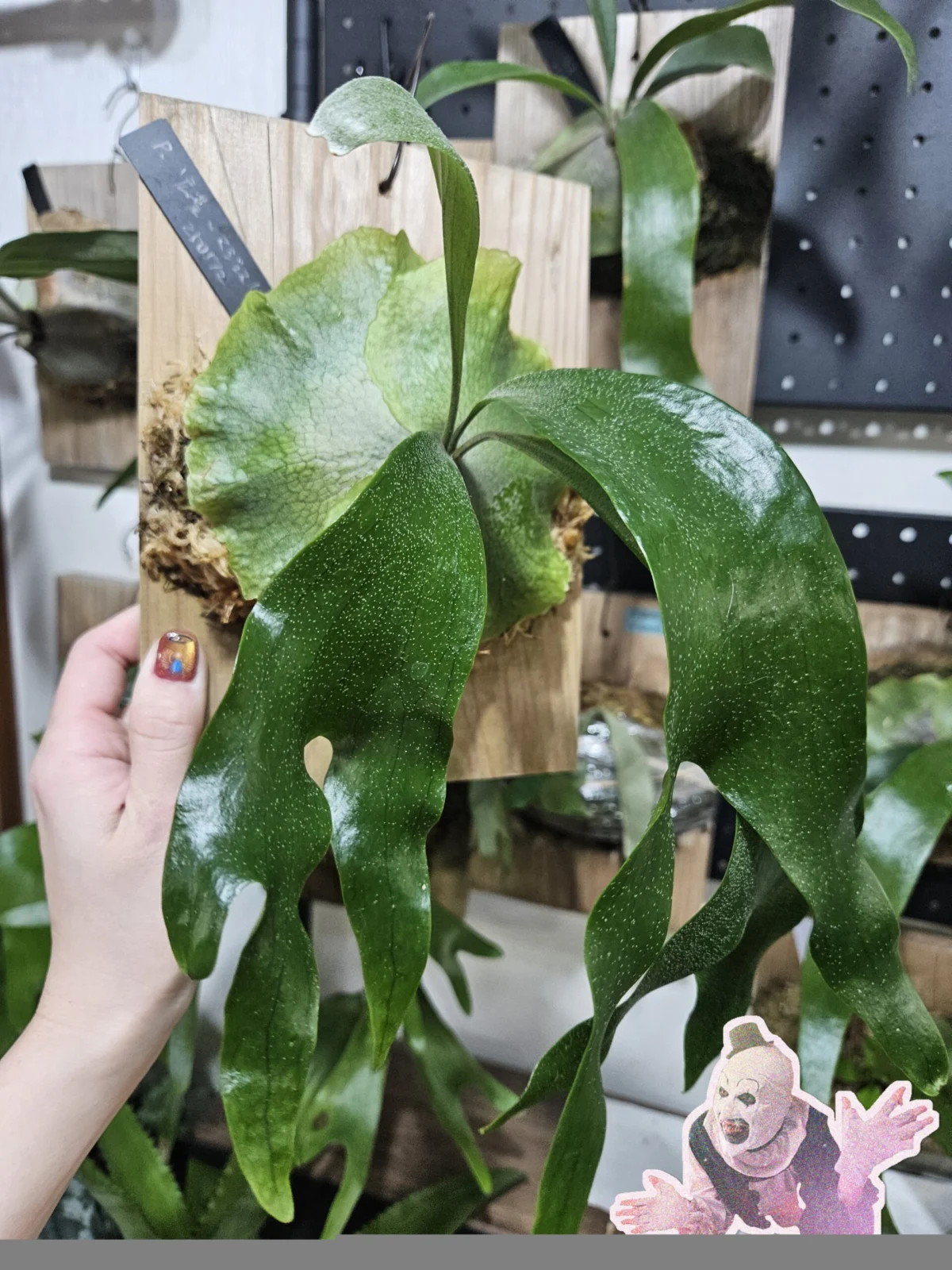 ビカクシダ　広葉×マジュス