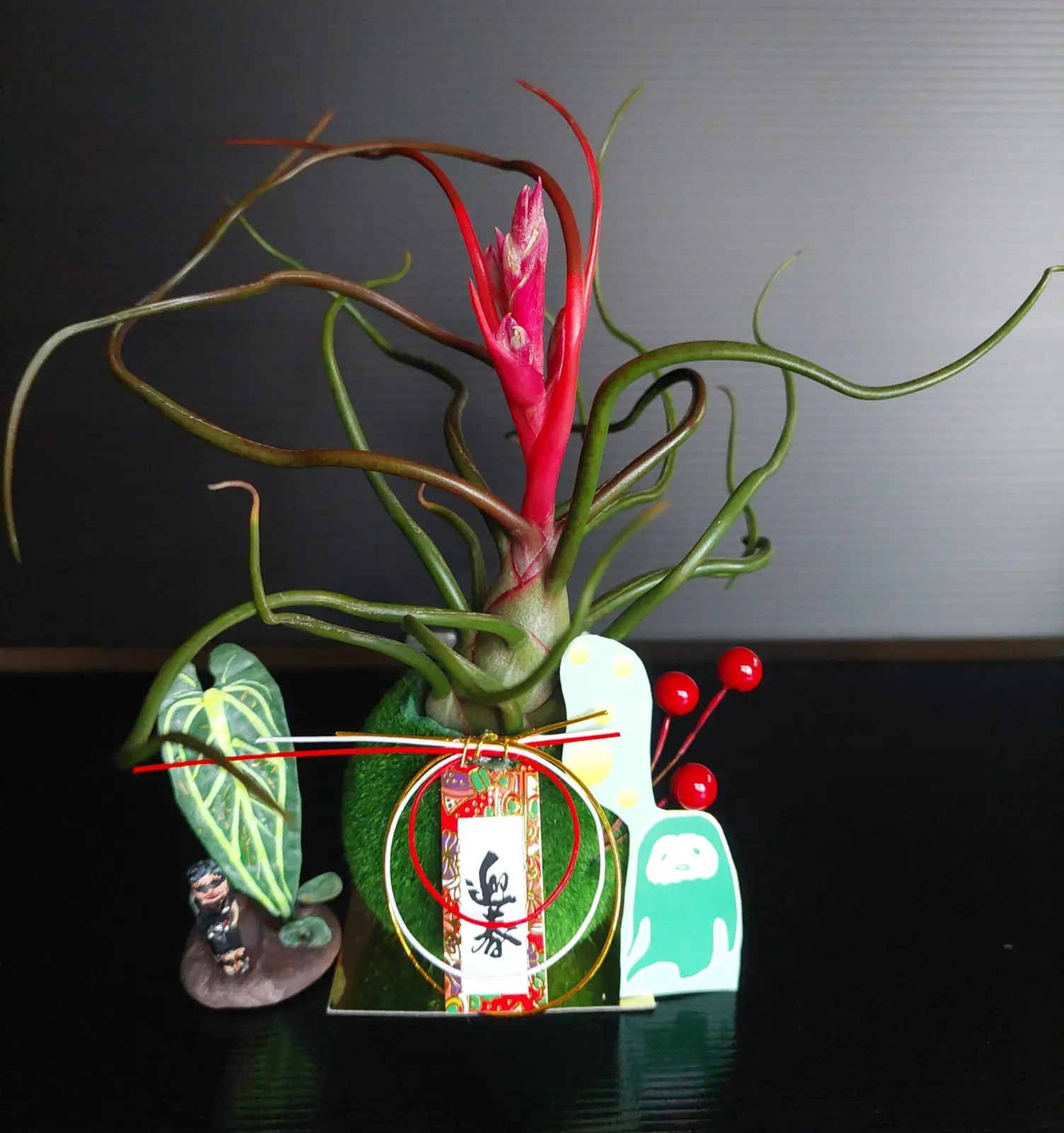 ティランジア ブルボーサ神楽