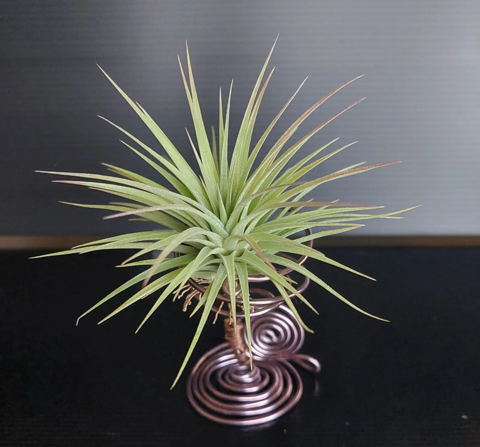 ティランジア　イオナンタ　コーンヘッド