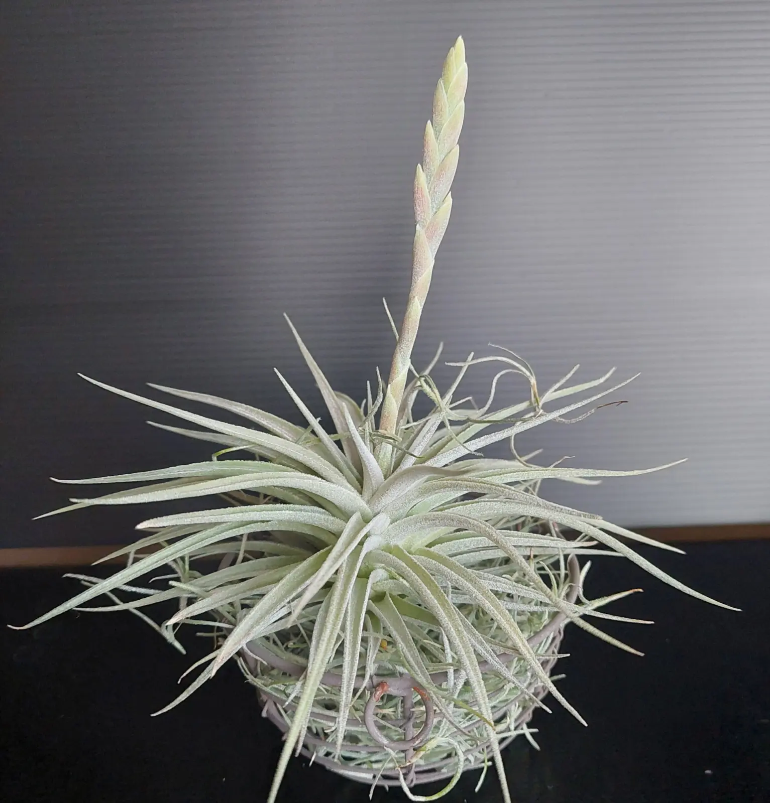 ティランジア ディディスティカ