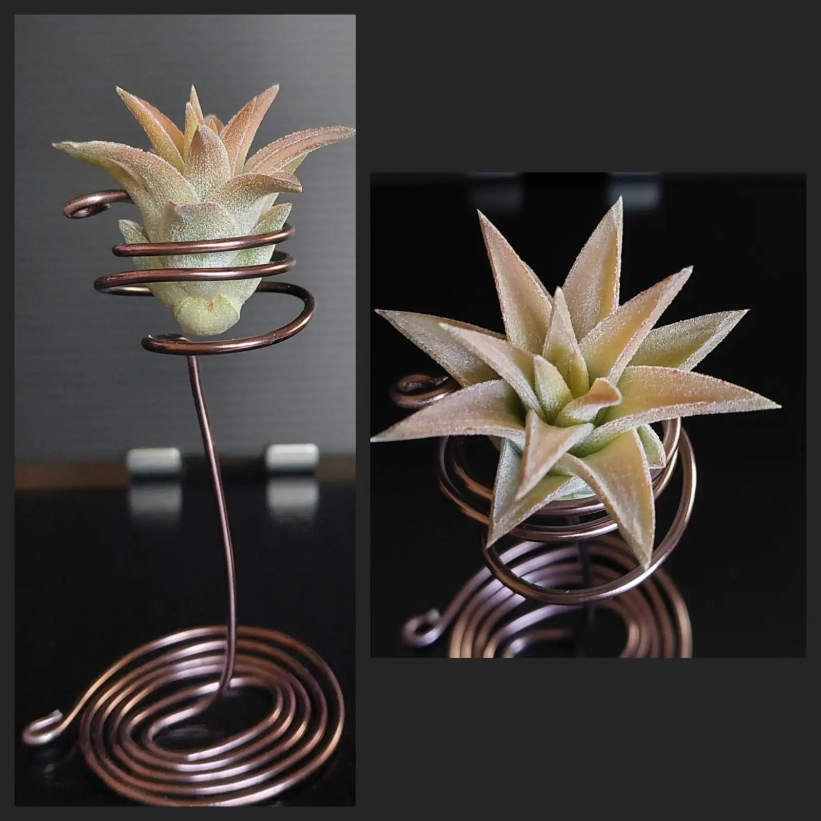 ティランジア バンハイニンギージャンボ