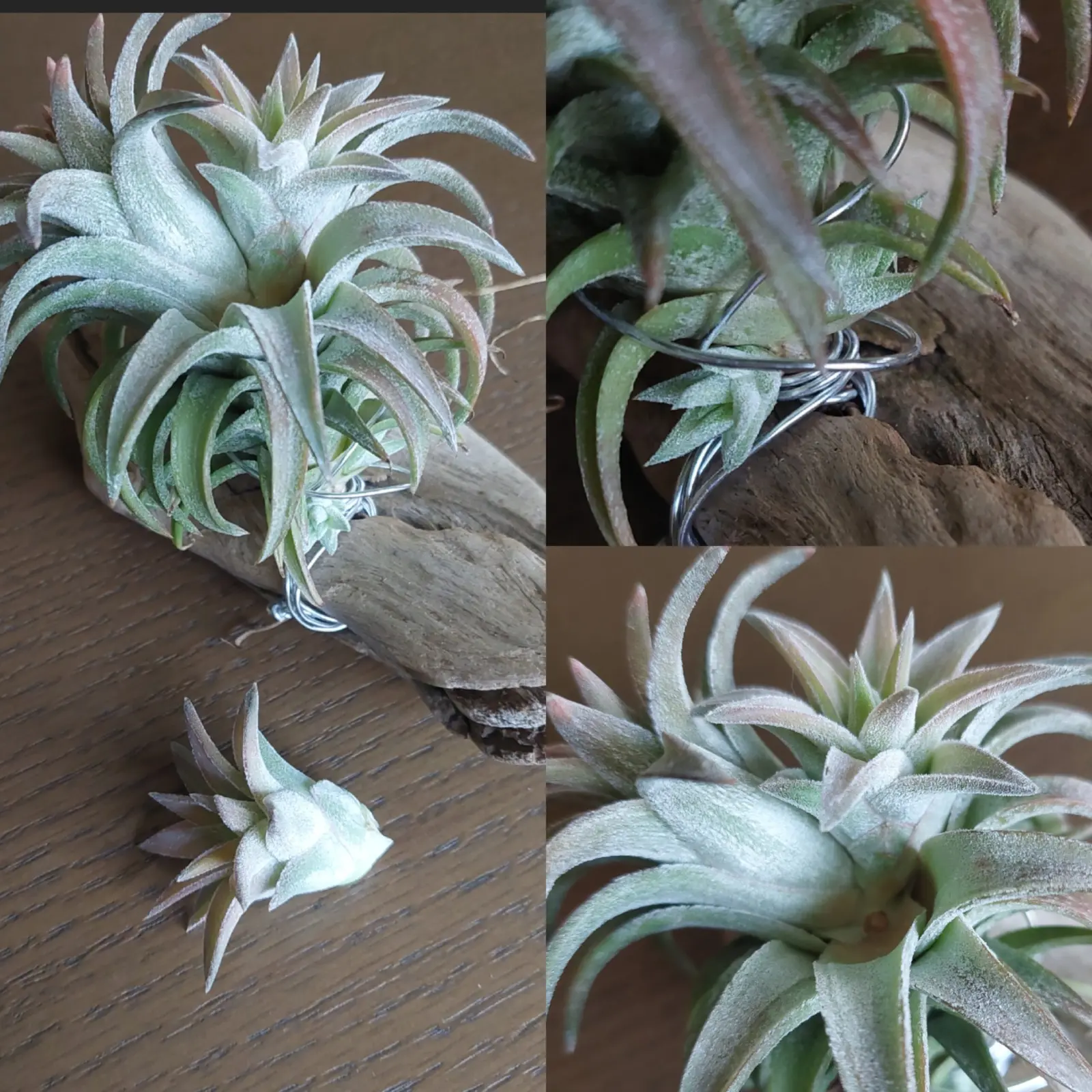 ティランジア バンハイニンギージャンボ