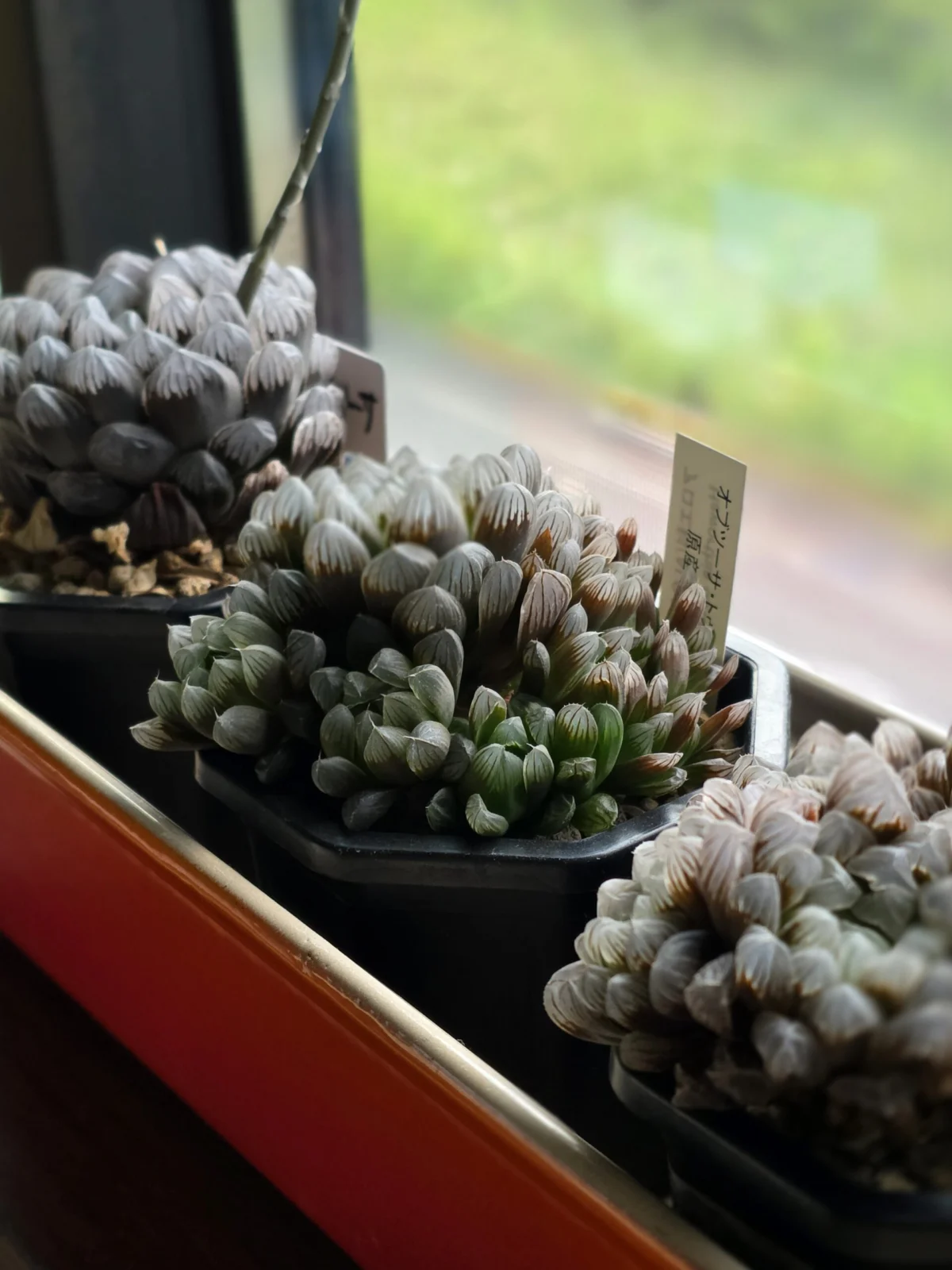 ハオルチア 紫オブツーサ 3兄弟