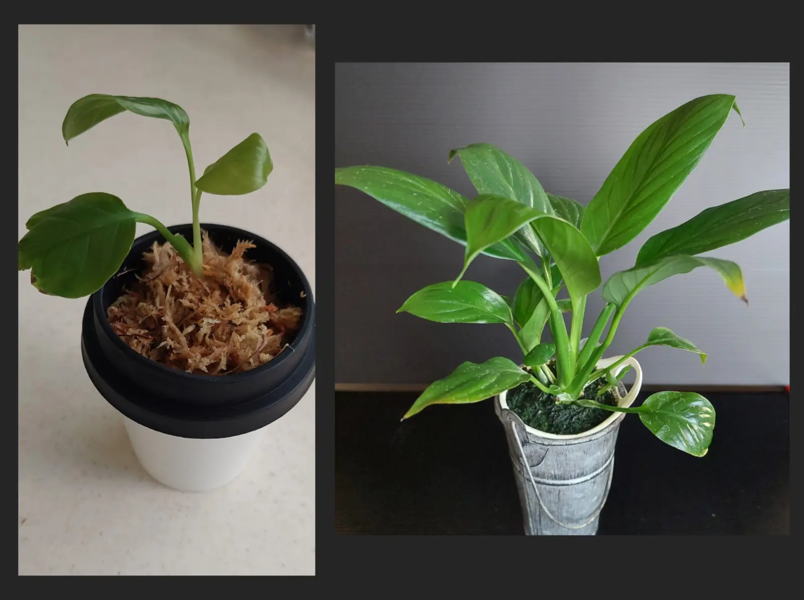 スパティフィラム　100均