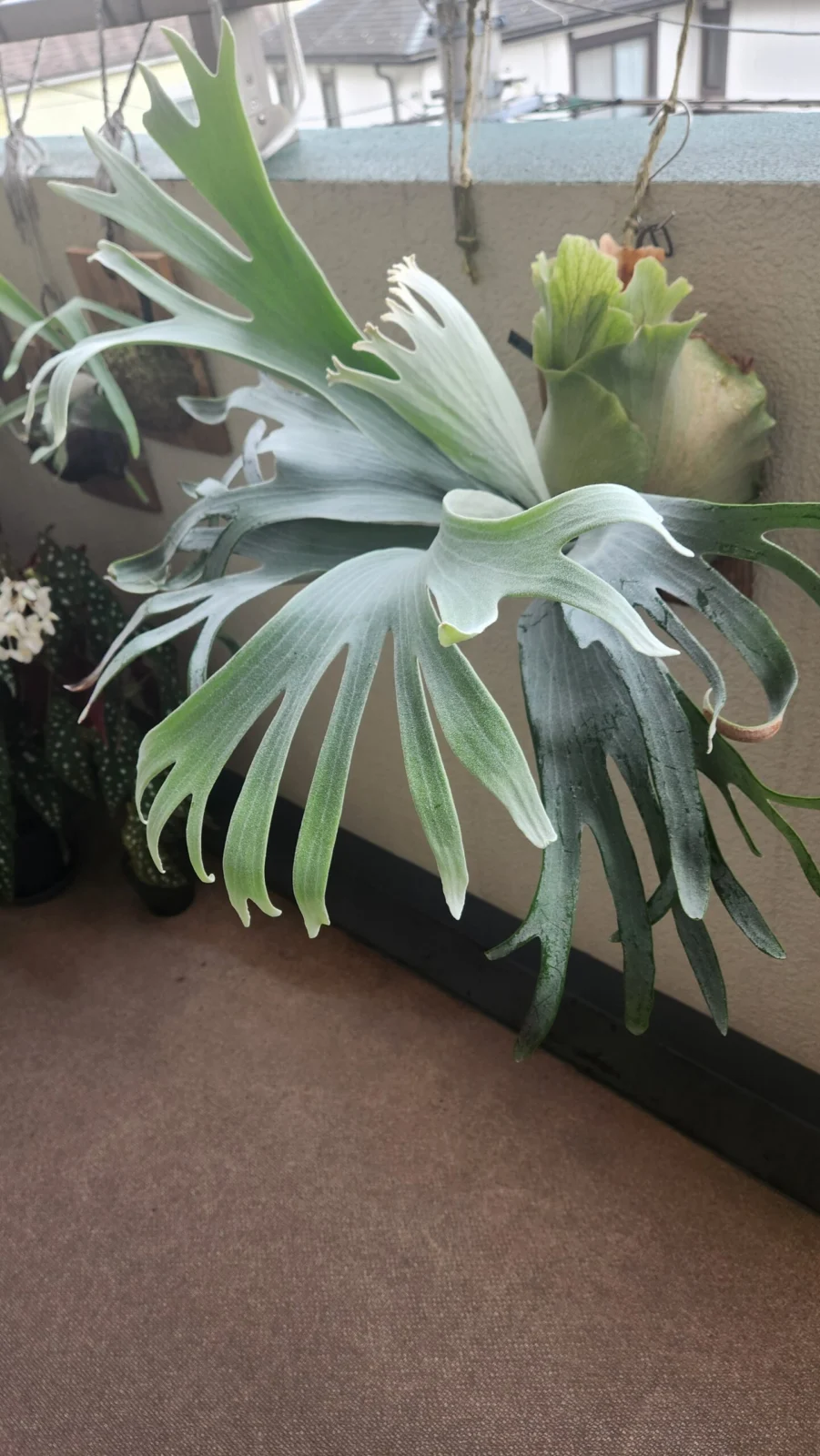 ビカクシダ ホワイトミスターオート親株 – Plants Navi