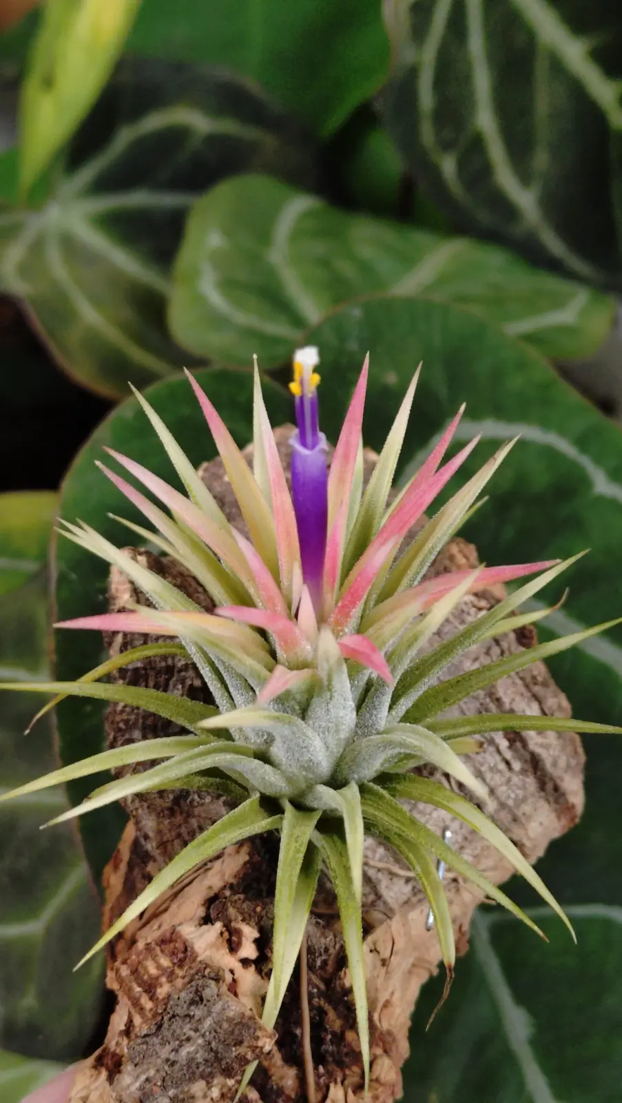 ティランジア イオナンタ アルボマルギナータ