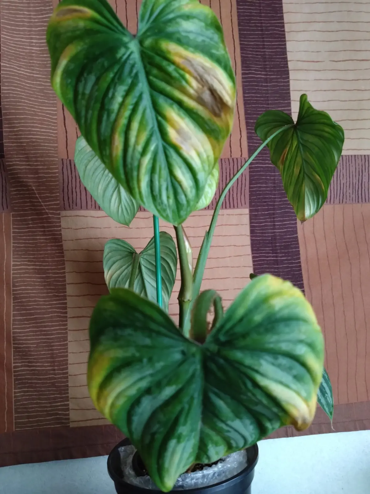 フィロデンドロン　シルバーマーメイ