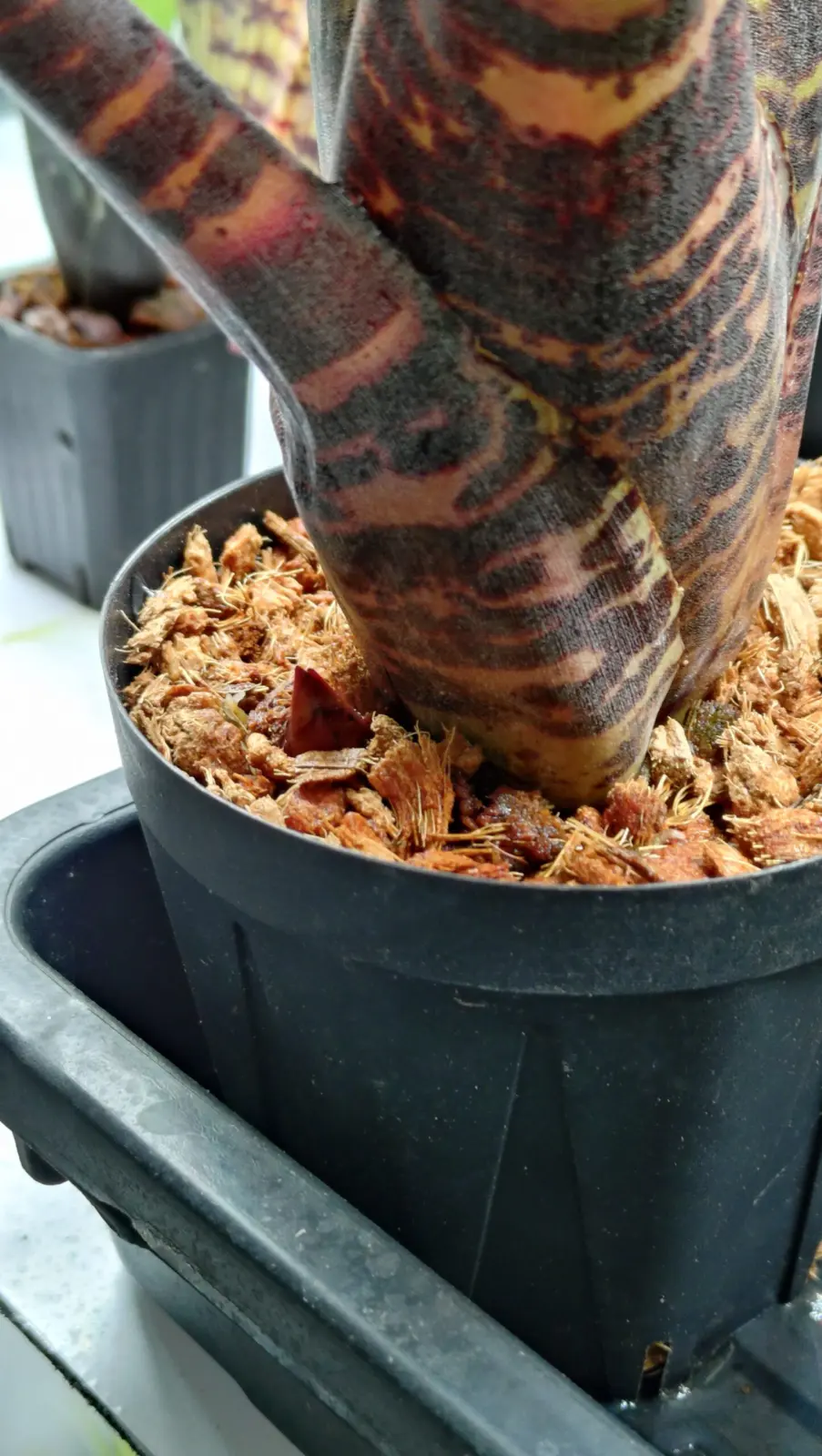 ネオレゲリア　ハンニバルレクター