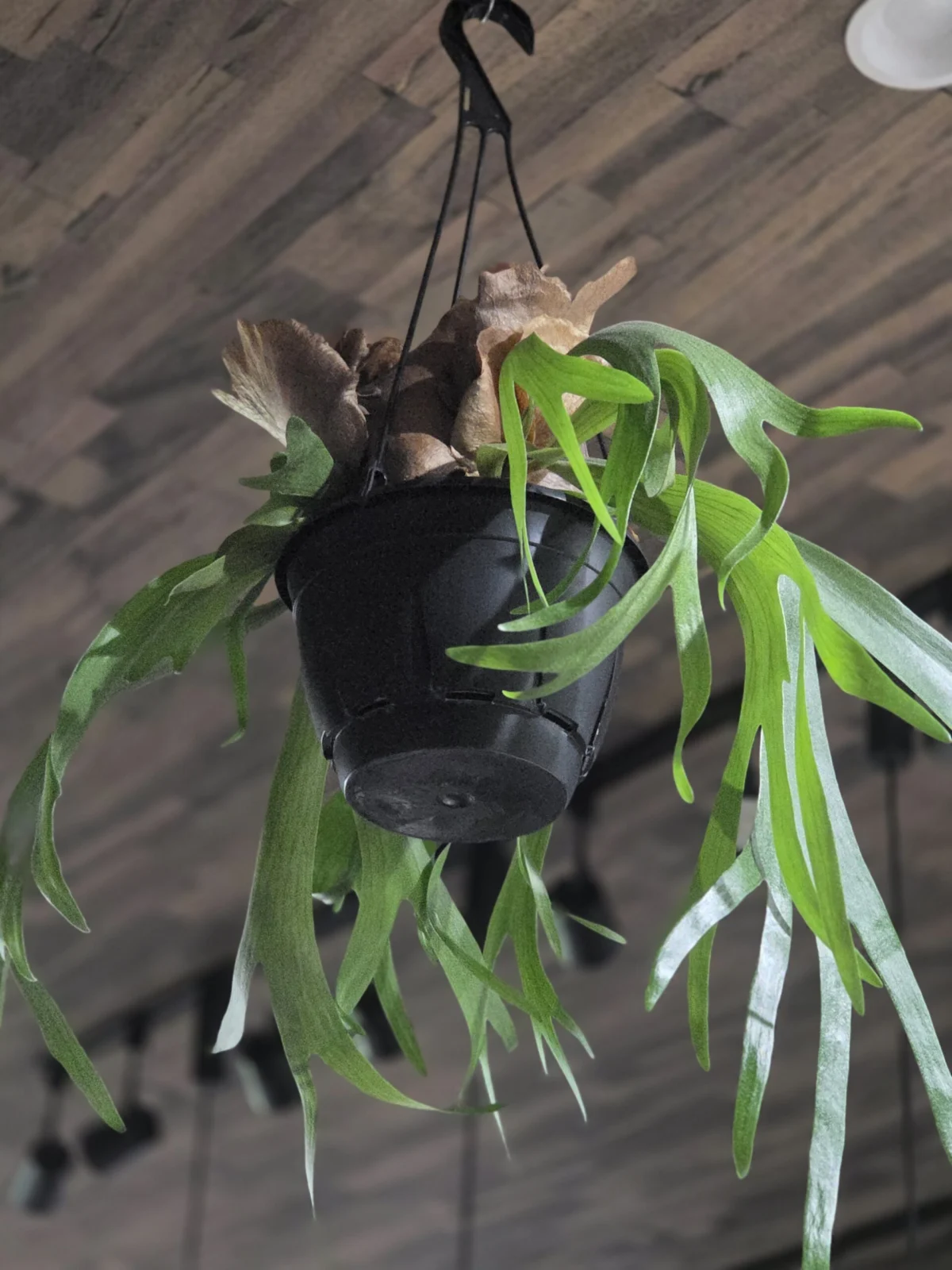 ビカクシダ 品種不明