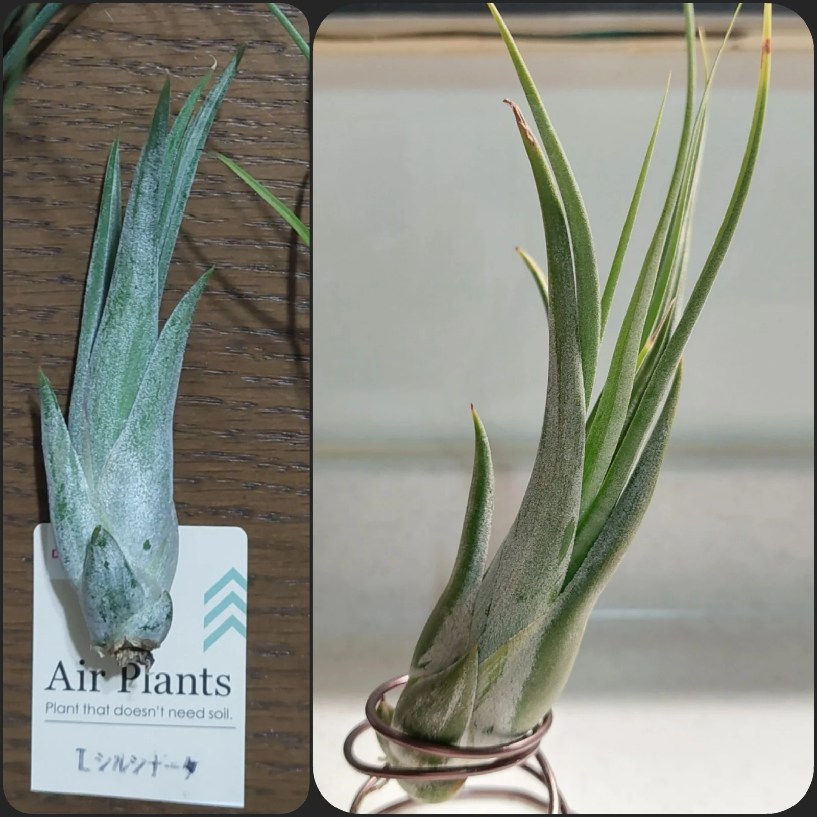 ティランジア　シルシナータ