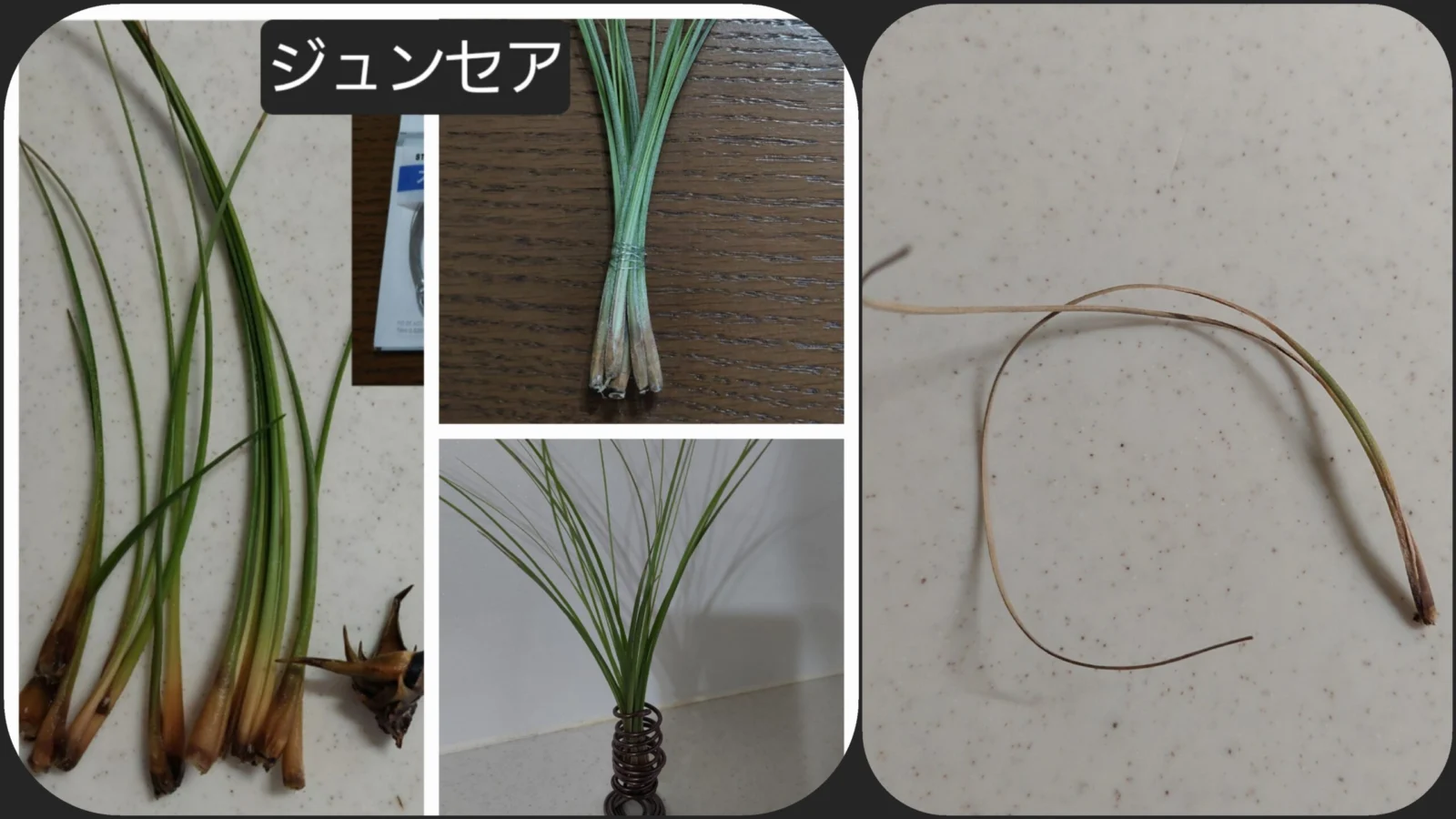 ティランジア　ジュンセア