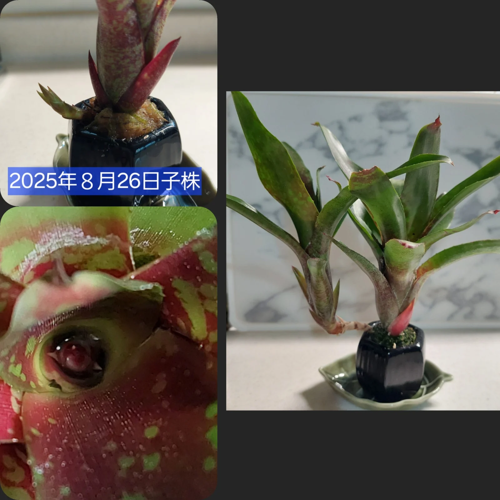 ネオレゲリア　リリープー