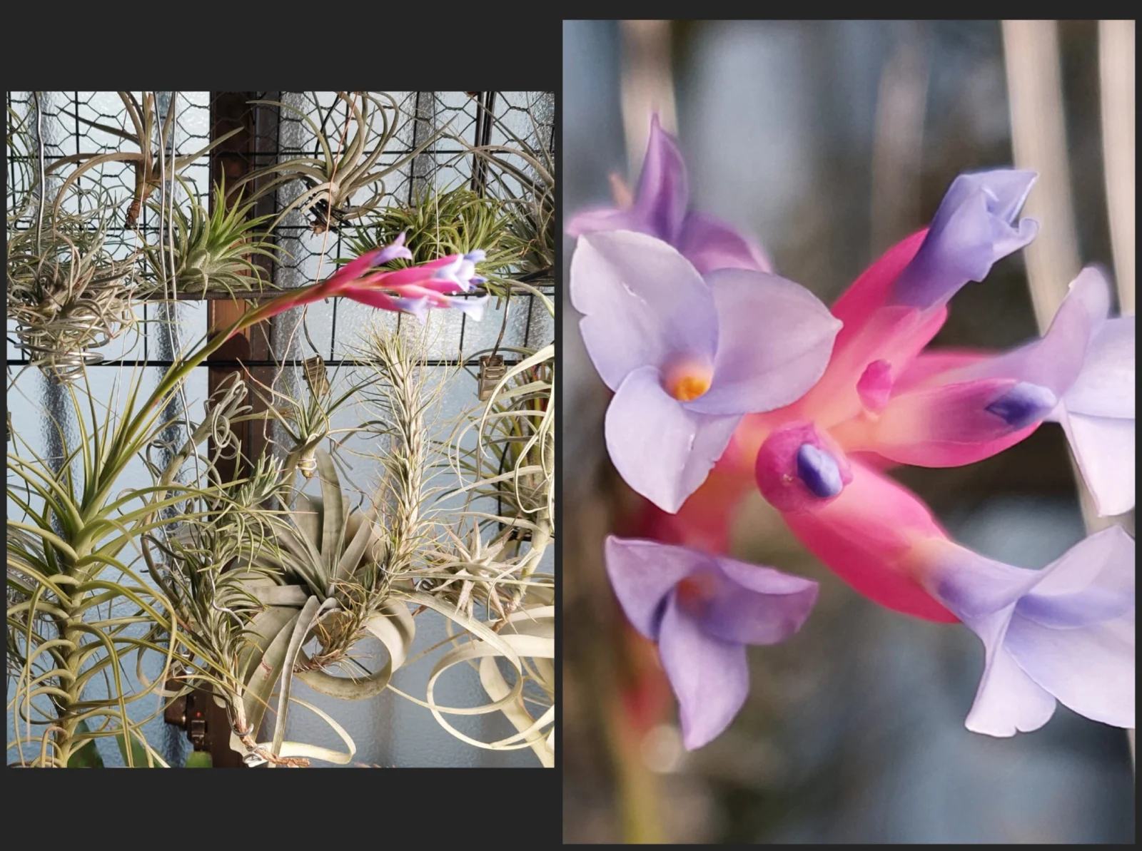 ティランジア　アエラントス　Fromハワイ