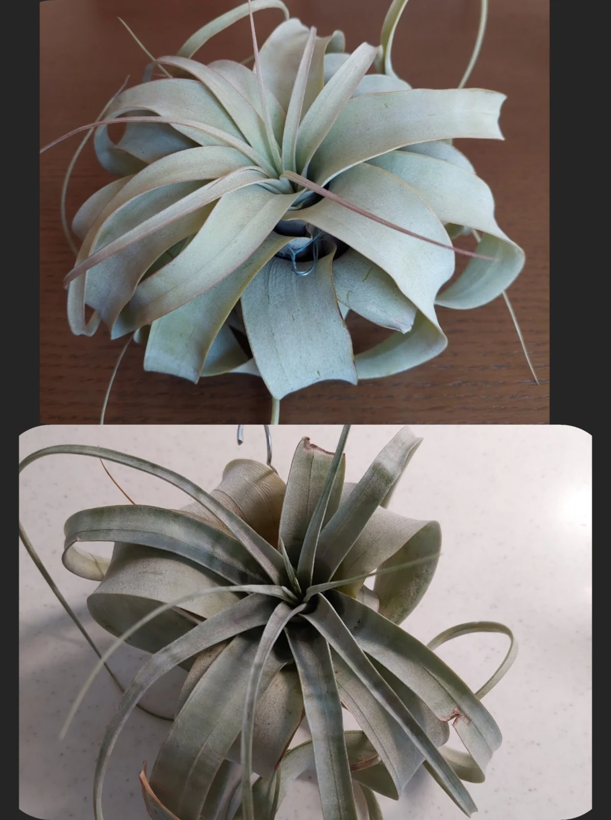 ティランジア　キセログラフィカ