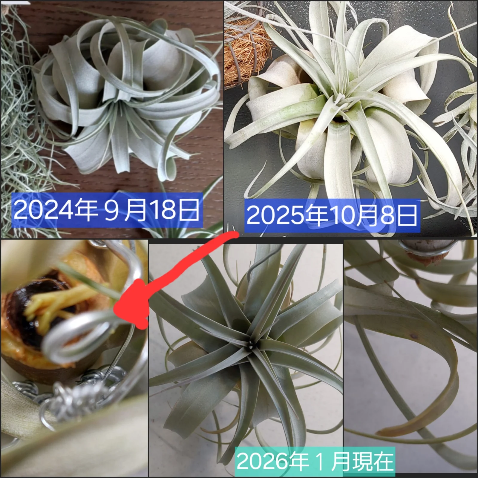 ティランジア　キセログラフィカ