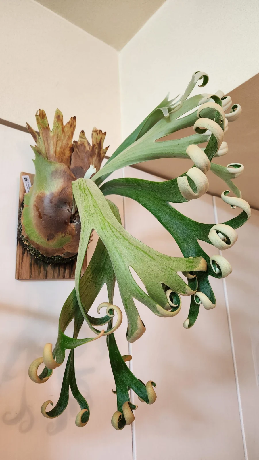 ビカクシダ フーンシキ – Plants Navi